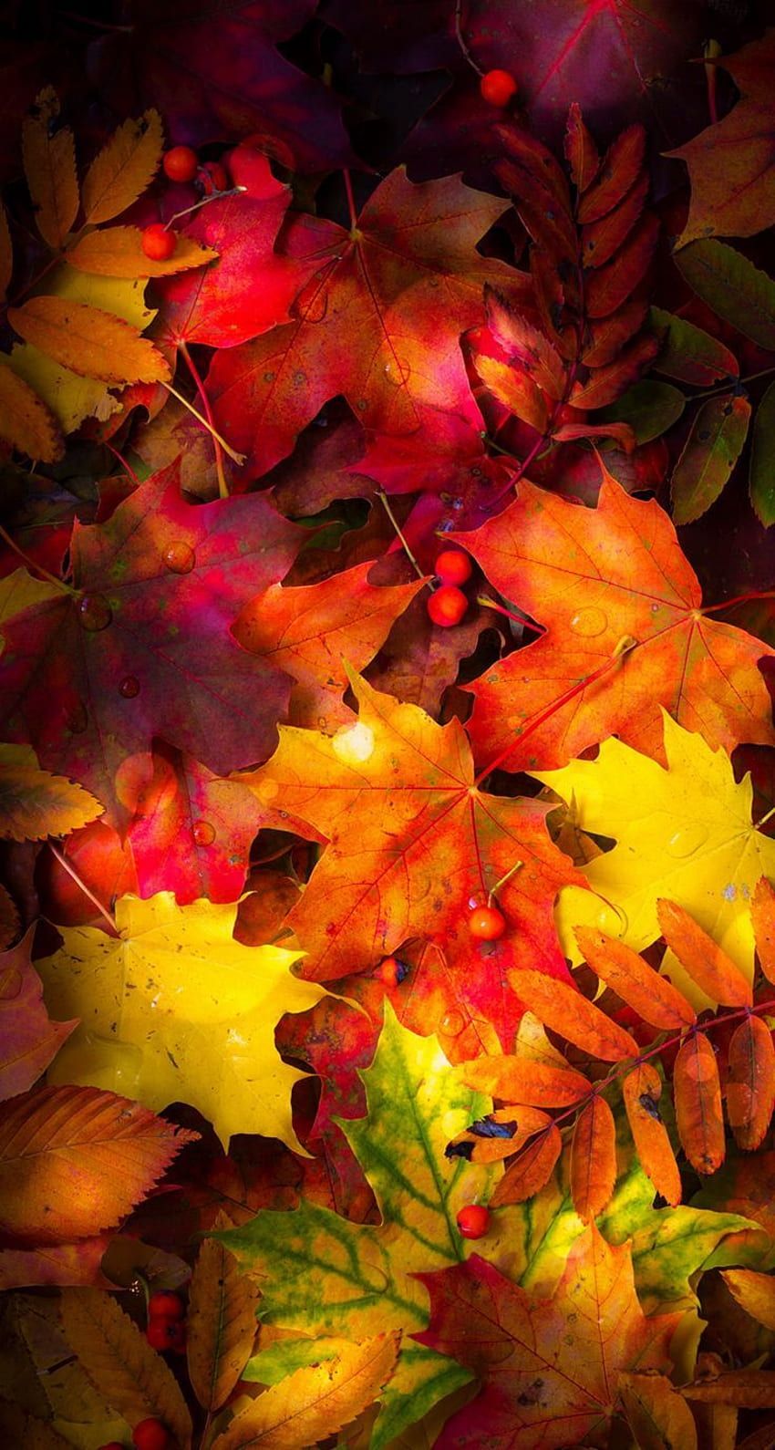 Herbstblätter, Rot, Gelb, Bunt, Laub, Hochformat, Hintergrundbild fürs Smartphone