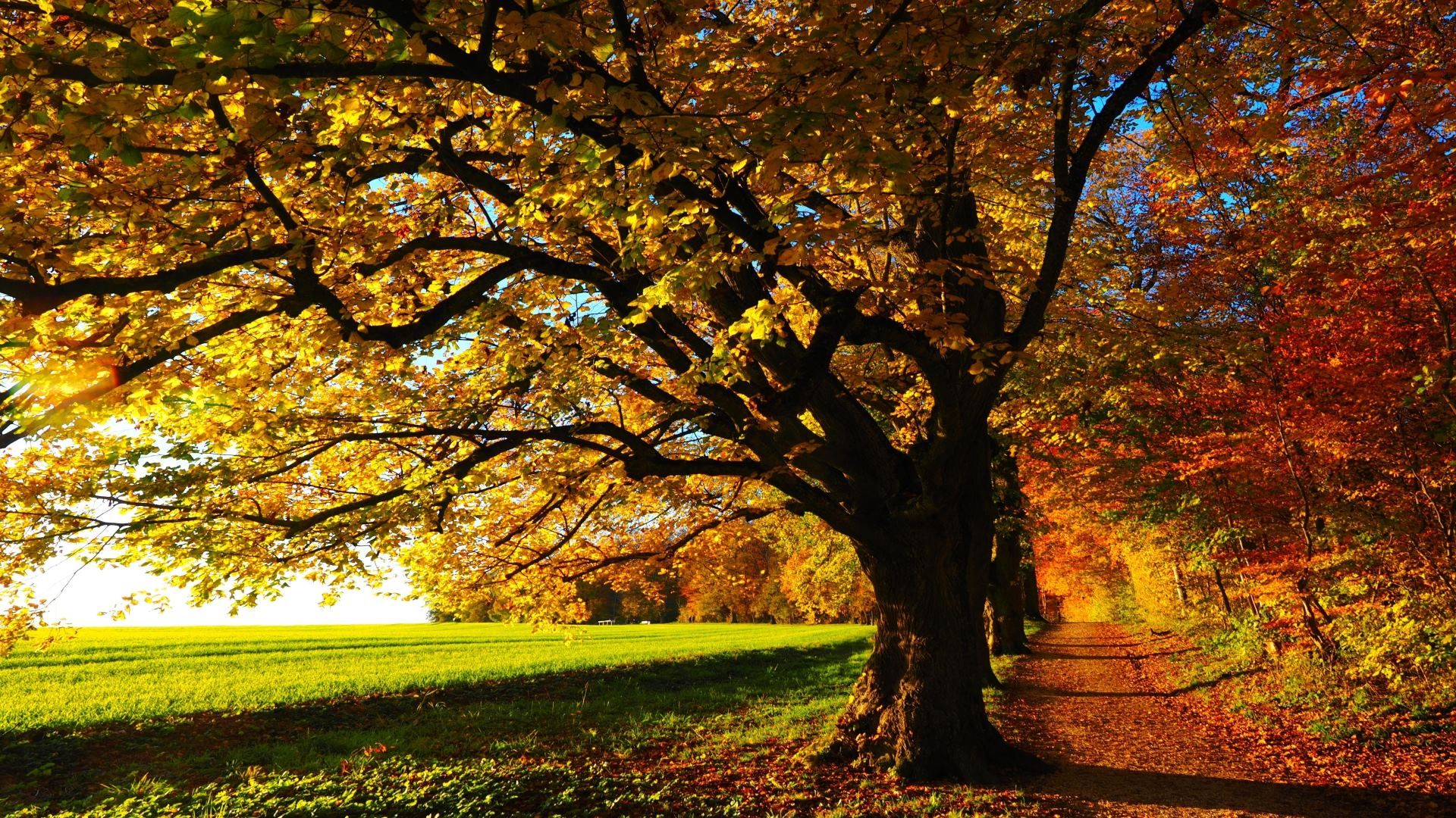 Alter Baum, Goldenes Laub, Wiese, Feldweg, Sonnenlicht, Full HD 1080p, Desktop-Hintergrundbild
