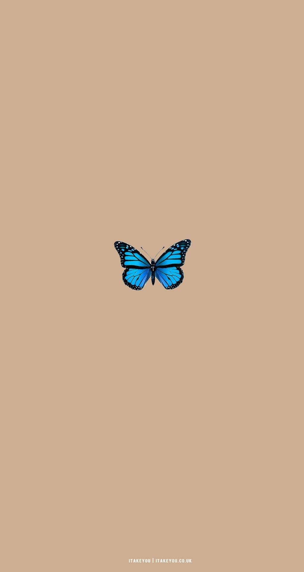 Blauer Schmetterling, Beige, Minimalistisch, HD, Sperrbildschirm fürs iPhone