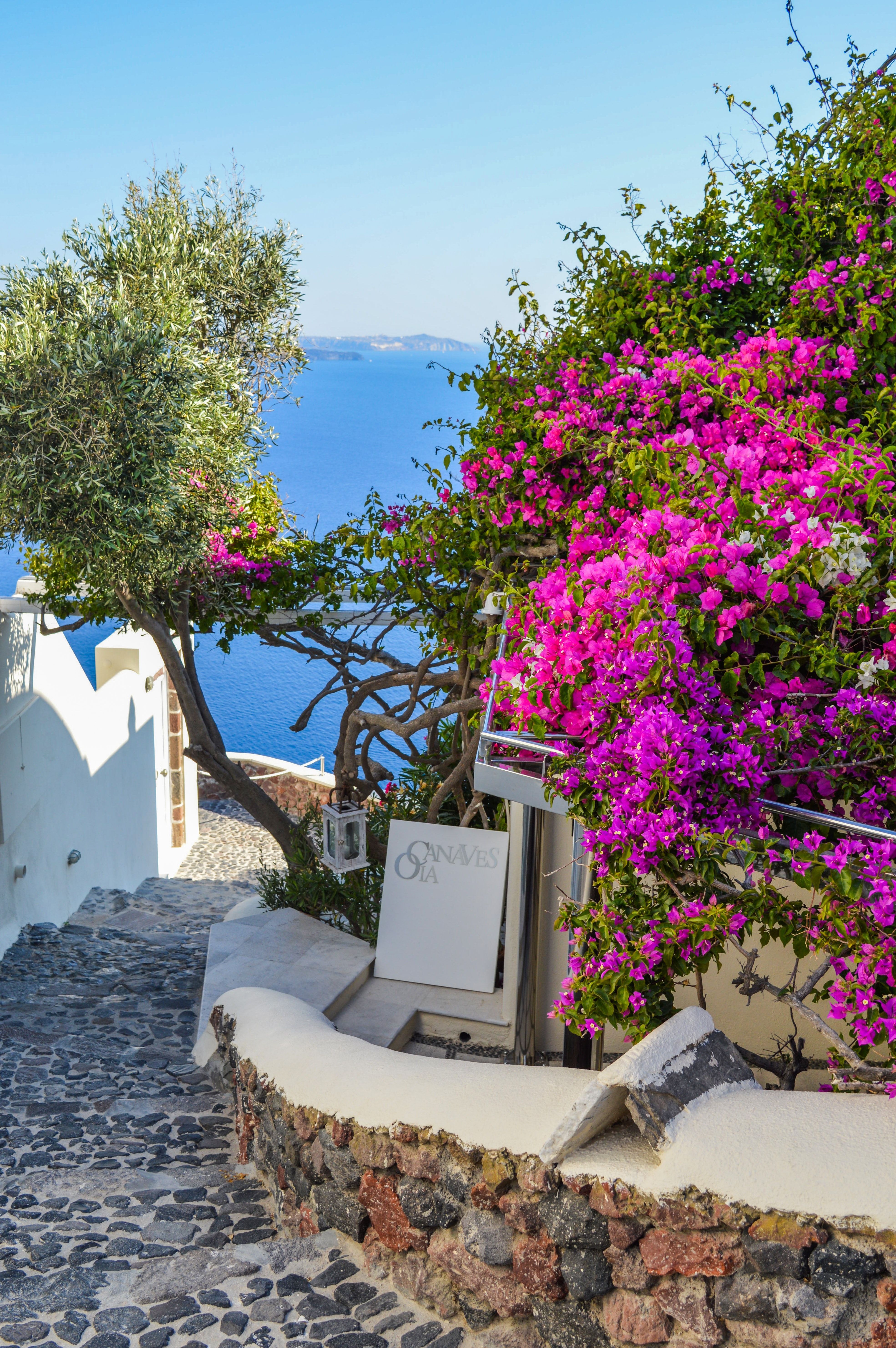 Bougainvillea, Olivenbaum, Gasse, Meer, Kykladen, QHD+, Hintergrundbild fürs Handy