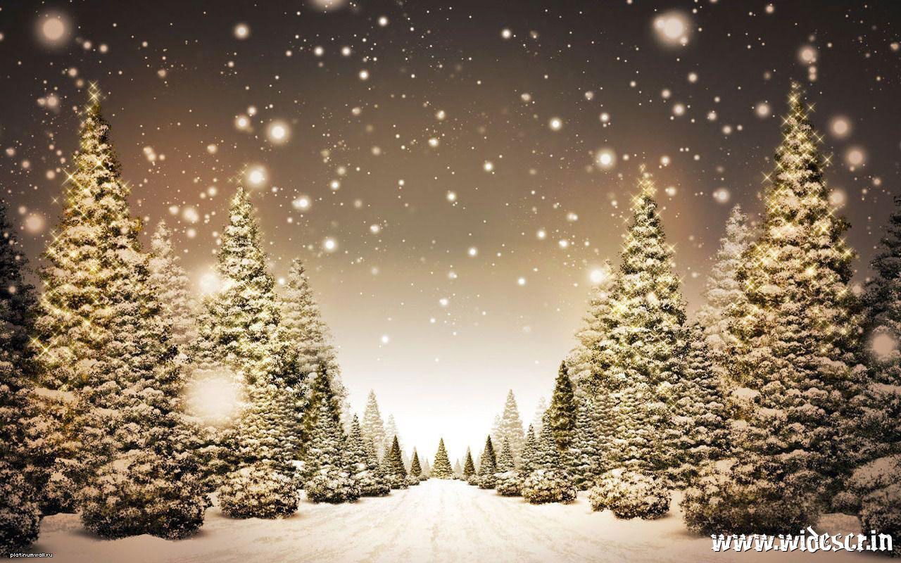 Tannenwald, Schneefall, Winterwald, Goldenes Licht, Allee, HD, Breitbild-Hintergrundbild