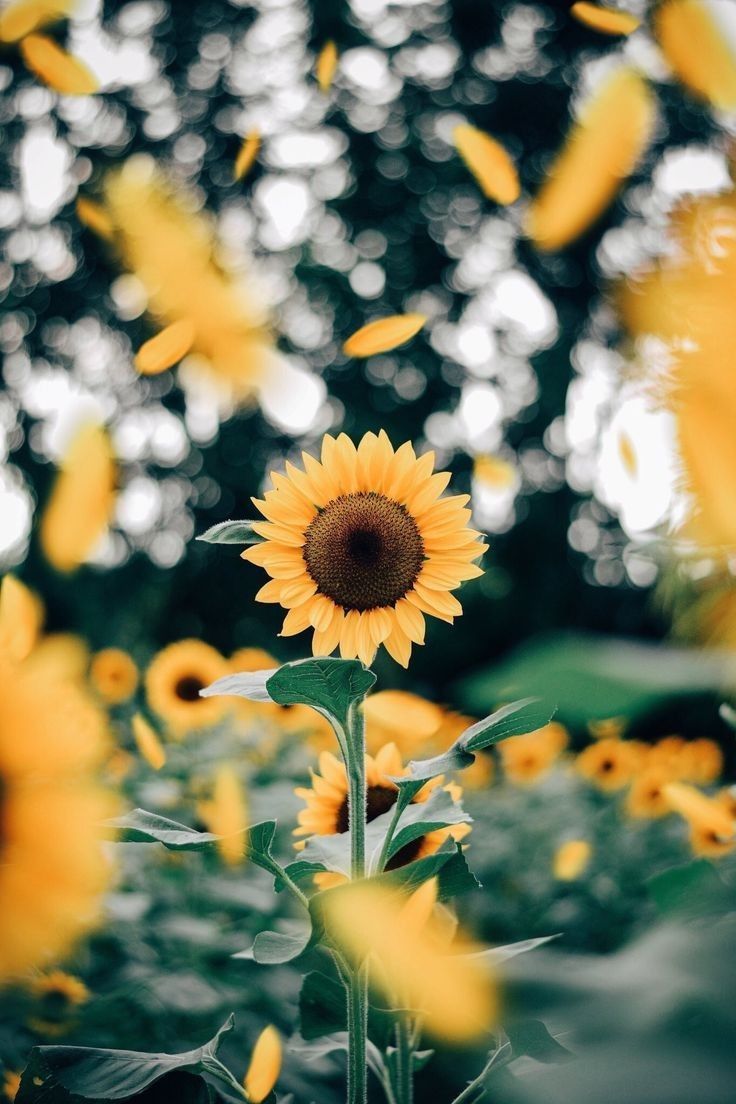 Sonnenblume, Sonnenblumenfeld, Gelbe Blüten, Sommer, Bokeh, Sperrbildschirm fürs iPhone
