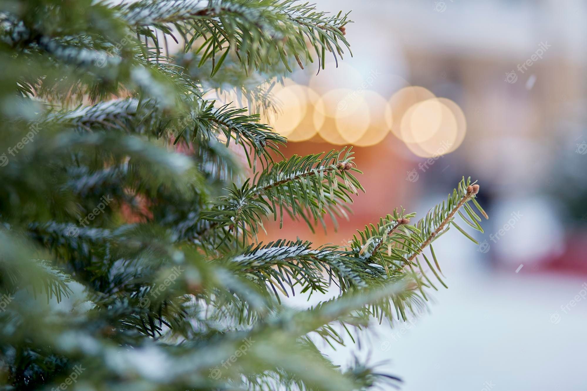 Tannenzweige, Bokeh, Winter, Nahaufnahme, Weihnachtszeit, Full HD, Laptop-Hintergrundbild