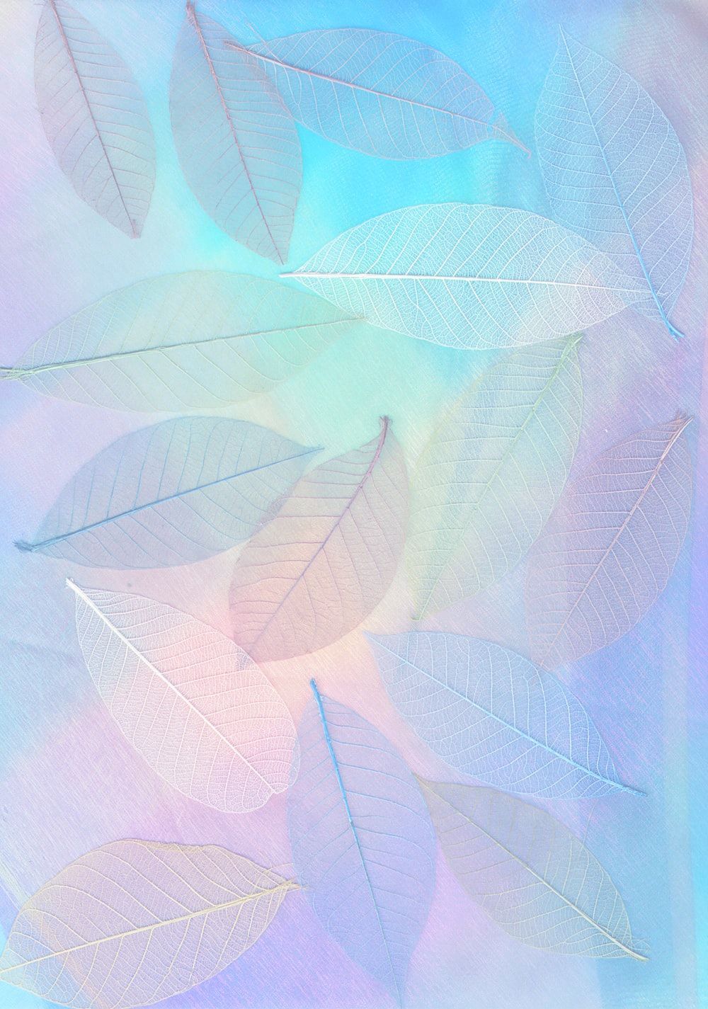Blätter, Holografisch, Pastellblau, Transparent, HD, iPad-Hintergrundbild