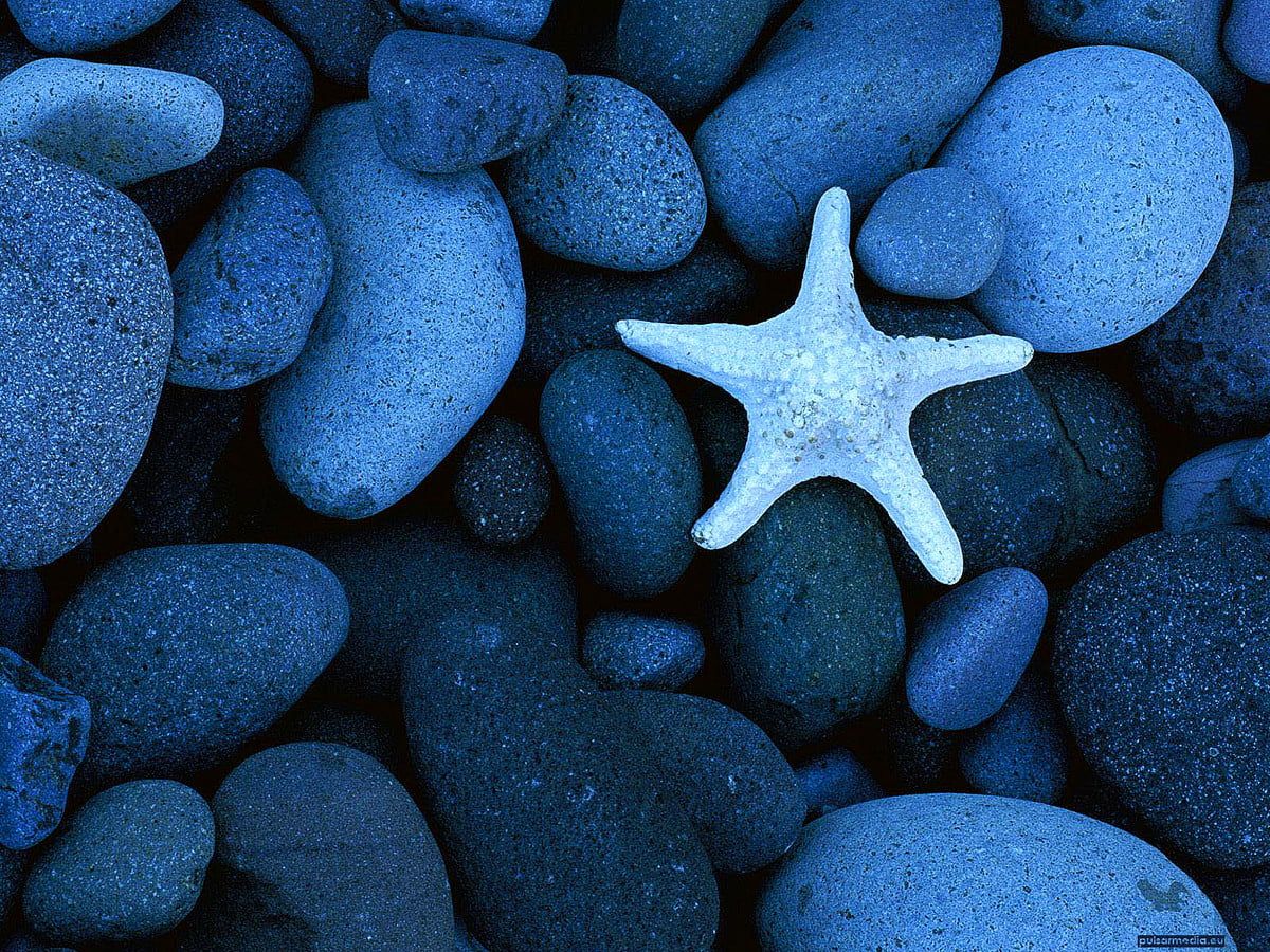 Seestern, Kieselsteine, Blau, Nahaufnahme, Hintergrundbild für iPad und Tablet