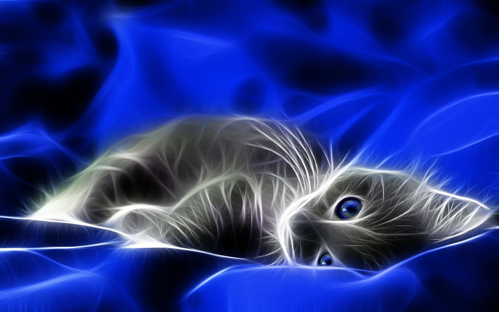 Katze, Fraktalkunst, Leuchtlinien, Blau, Digitale Kunst, HD, Breitbild-Hintergrundbild