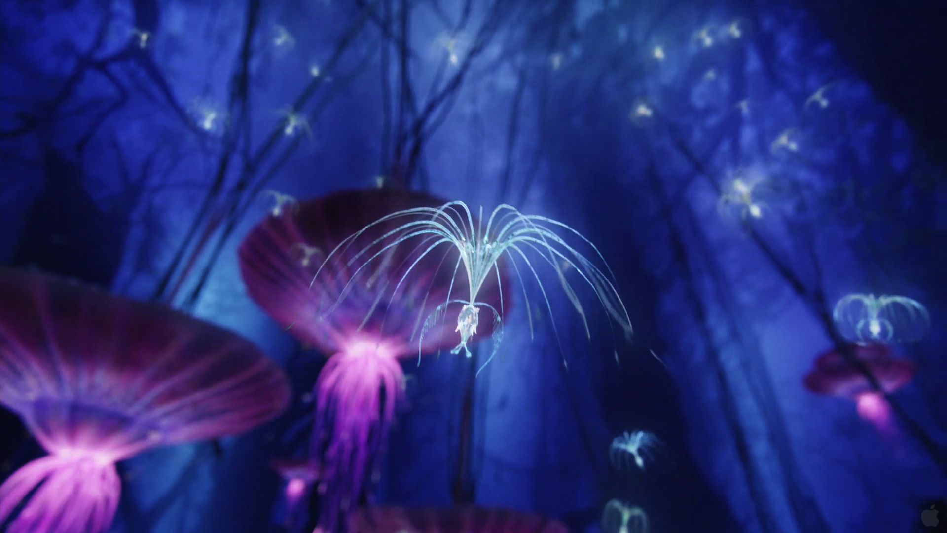 Waldgeister, Pandora, Leuchtende Pflanzen, Lila und Blau, Biolumineszenz, 1920x1080, Desktop-Hintergrund