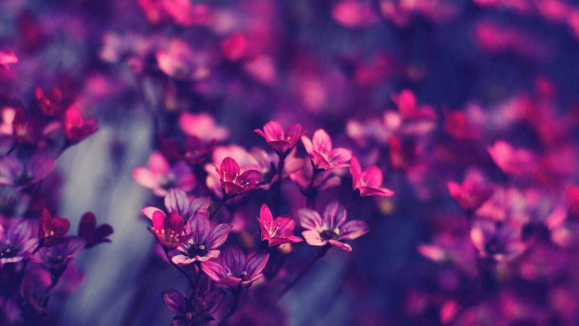 Blüten, Rosa Blumen, Bokeh, Frühling, Makro, 1920x1080, Full-HD-Hintergrundbild für PC