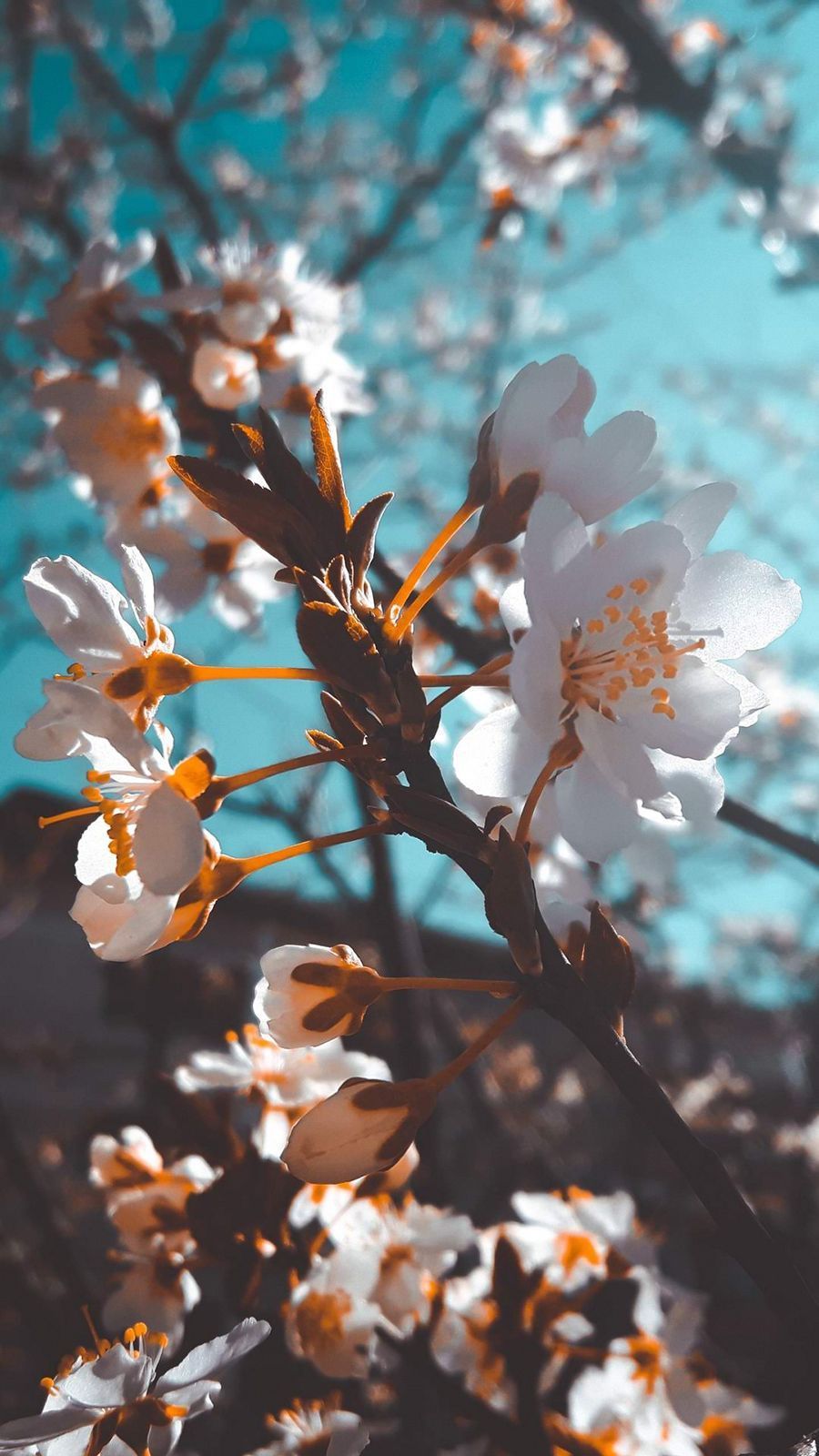 Kirschblüten, Zweige, Blauer Himmel, Frühling, Galaxy A50, Handy-Hintergrund