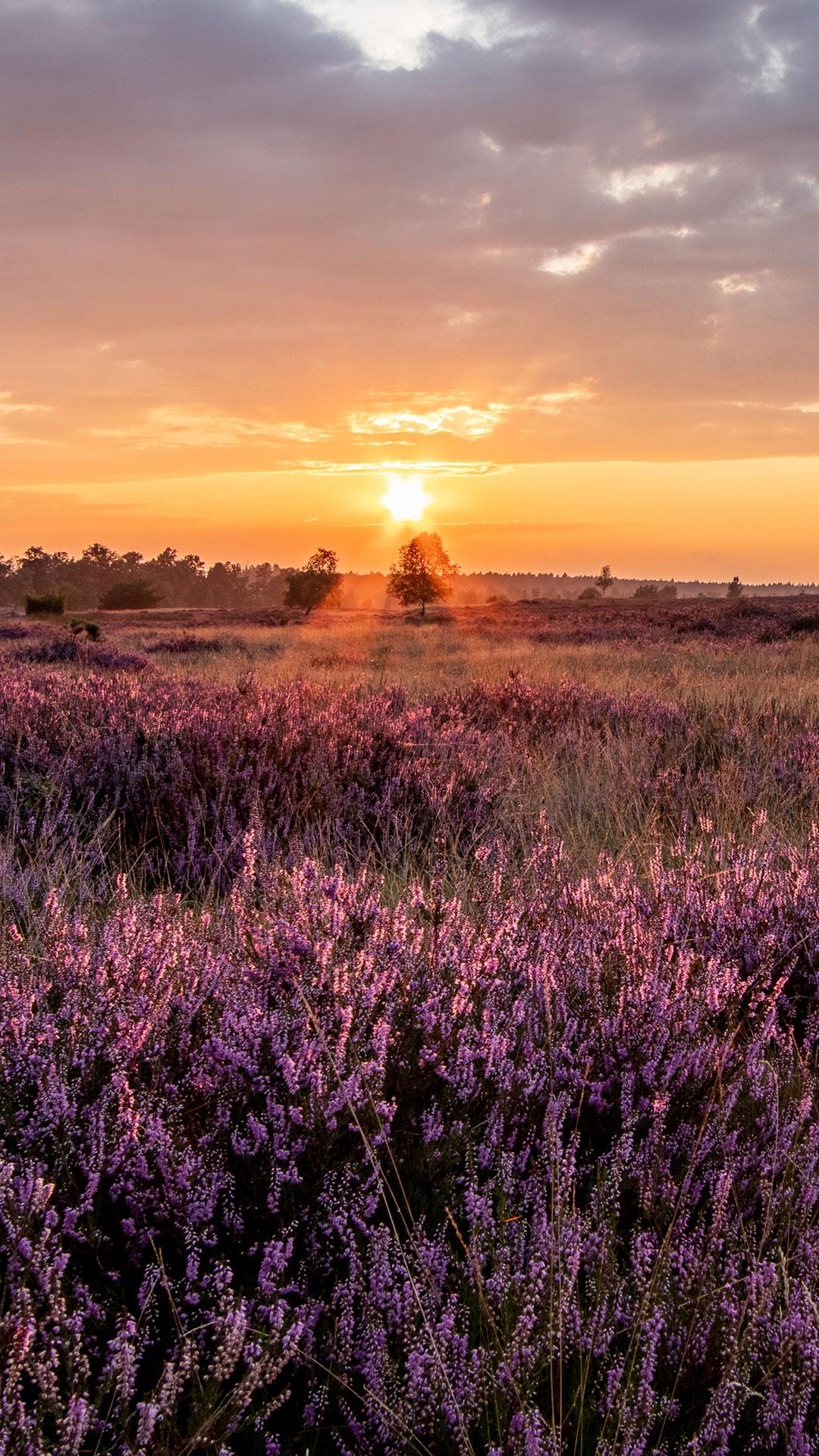 Sonnenuntergang, Heide, Lavendelfarben, Feld, Hochformat, Full HD, iPhone-Hintergrundbild