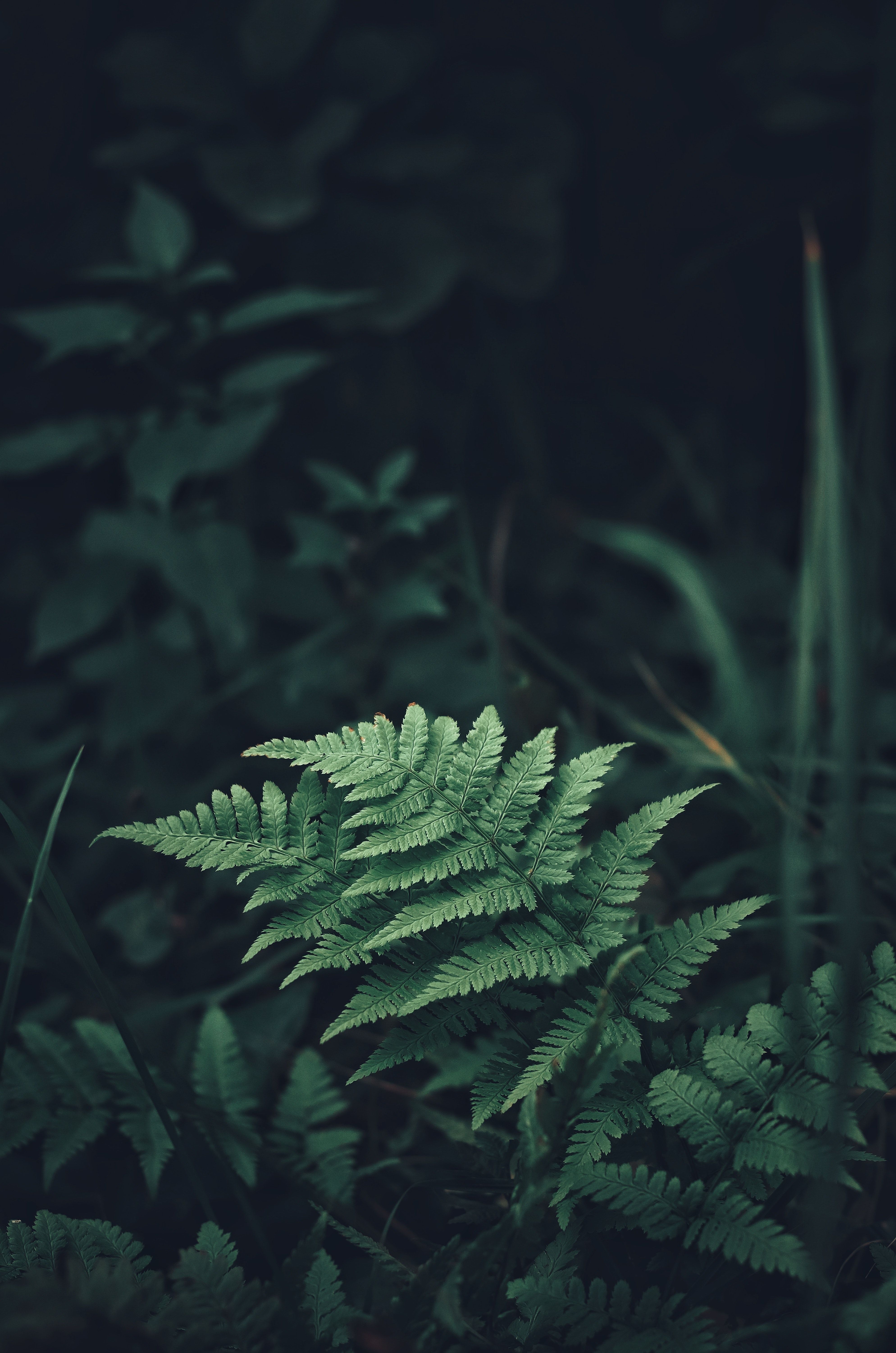 Farn, Dunkelgrün, Pflanzen, Dunkel, Natur, QHD+, Hintergrundbild fürs Handy