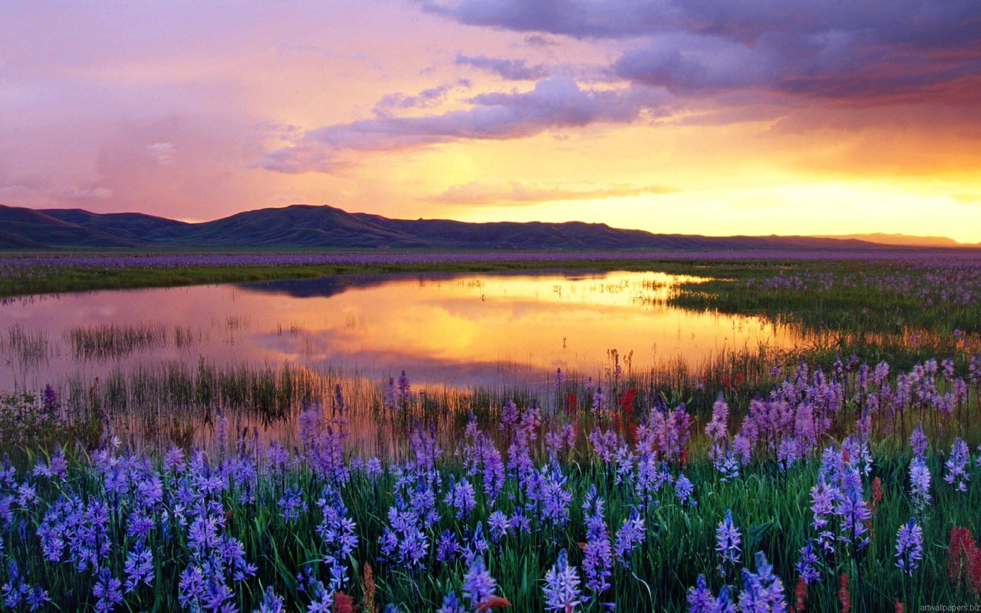 See, Lupinen, Sonnenuntergang, Hügel, Landschaft, 16:10, Full-HD-Hintergrundbild für den Desktop