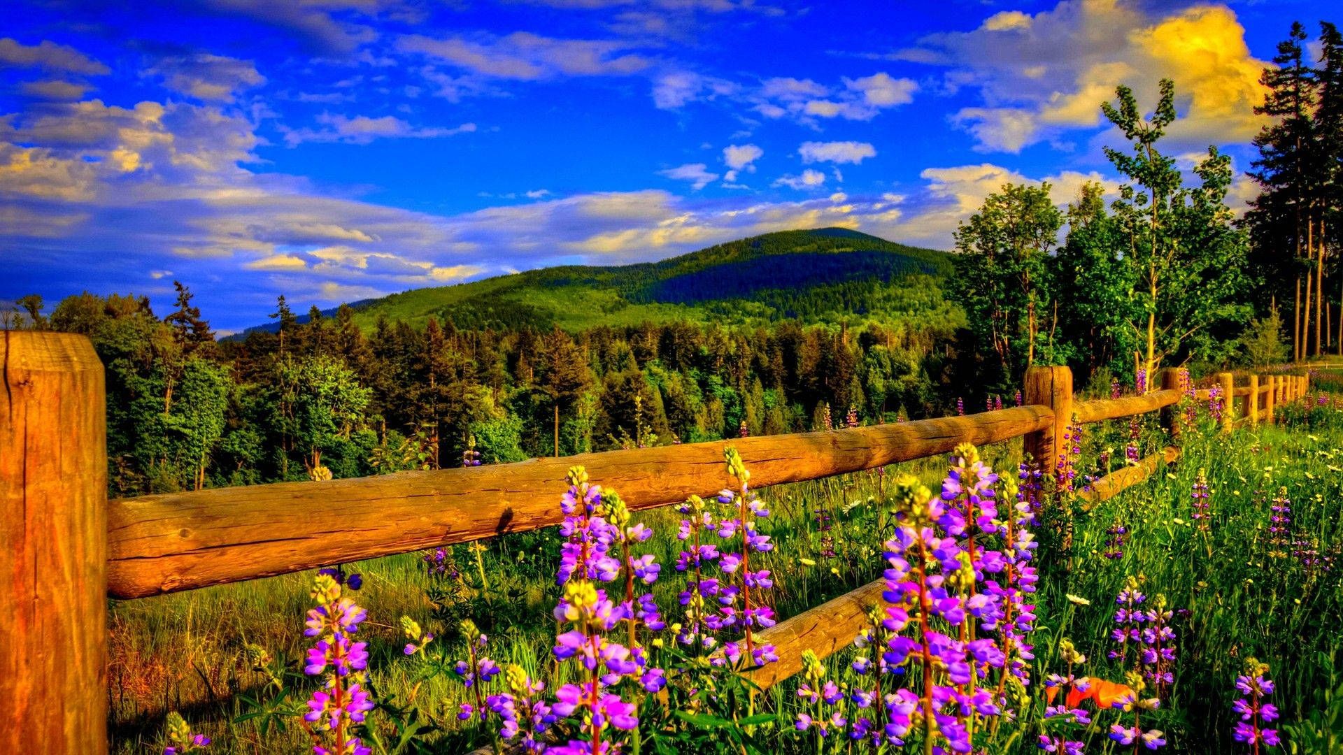 Lupinen, Holzzaun, Wiese, Berge, Sommer, 1920x1080, Full-HD-Hintergrundbild für PC