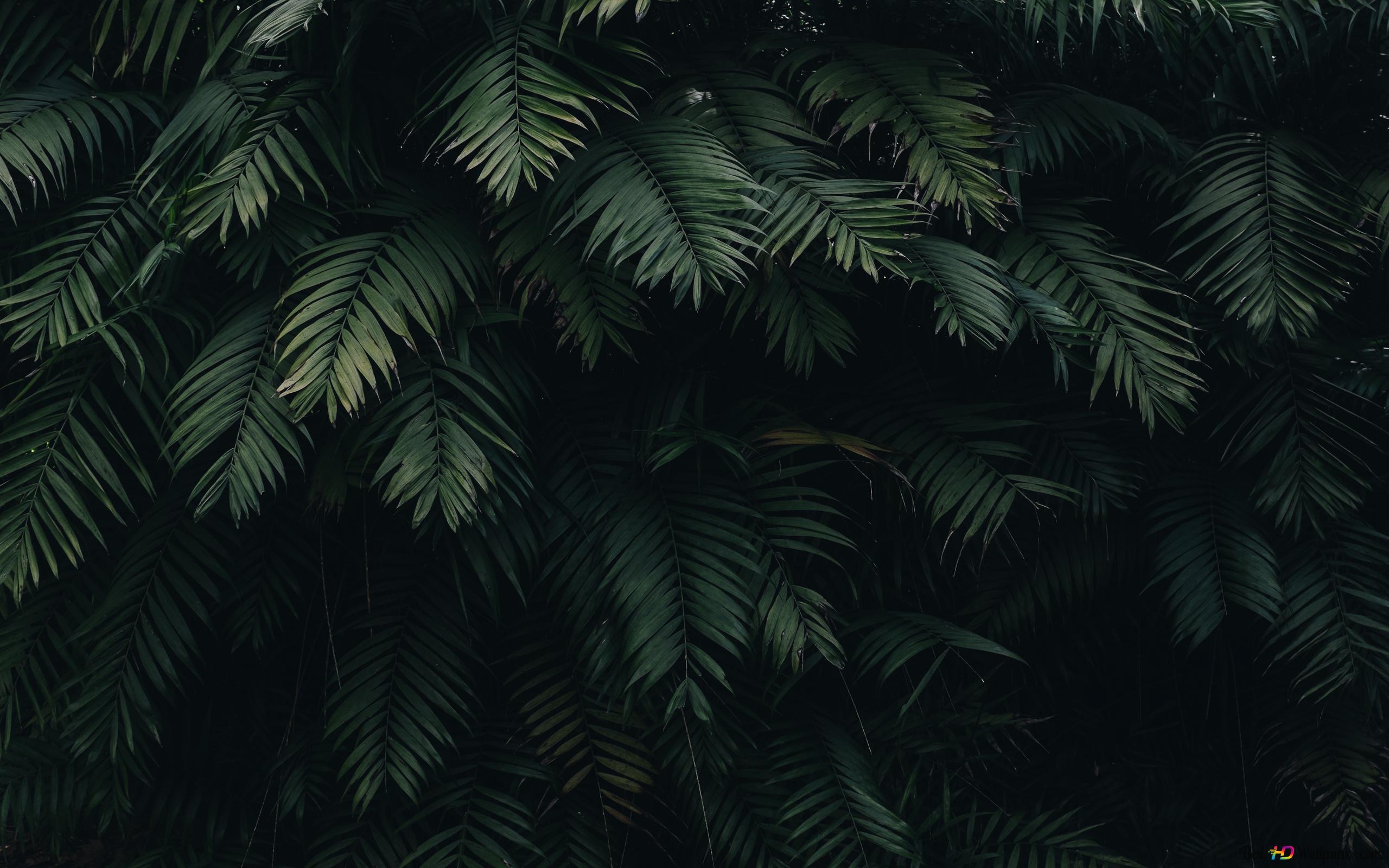 Farnblätter, Palmblätter, Dunkelgrün, Dunkel, Natur, 16:10, 2K-Hintergrundbild für den Desktop