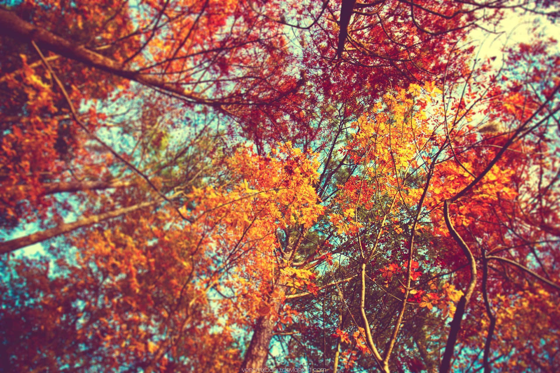 Herbstbäume, Baumkronen, Froschperspektive, Rotes Laub, Full HD, Desktop-Hintergrund für Windows
