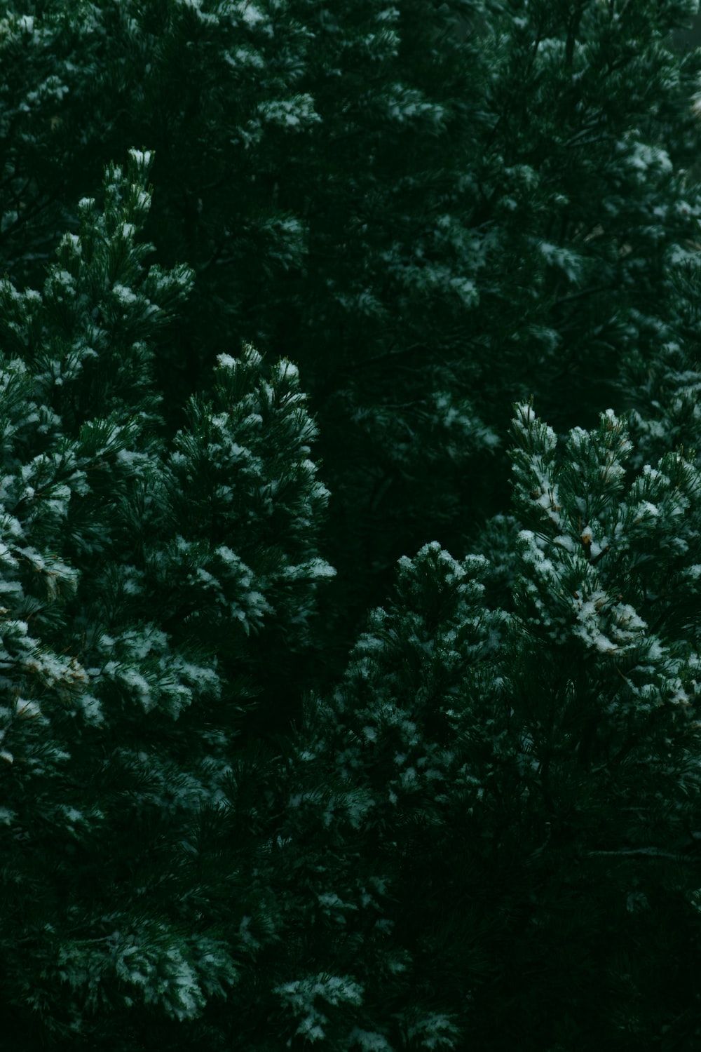 Wald, Bäume, Dunkelgrün, Draufsicht, Natur, HD, Hintergrundbild fürs Handy