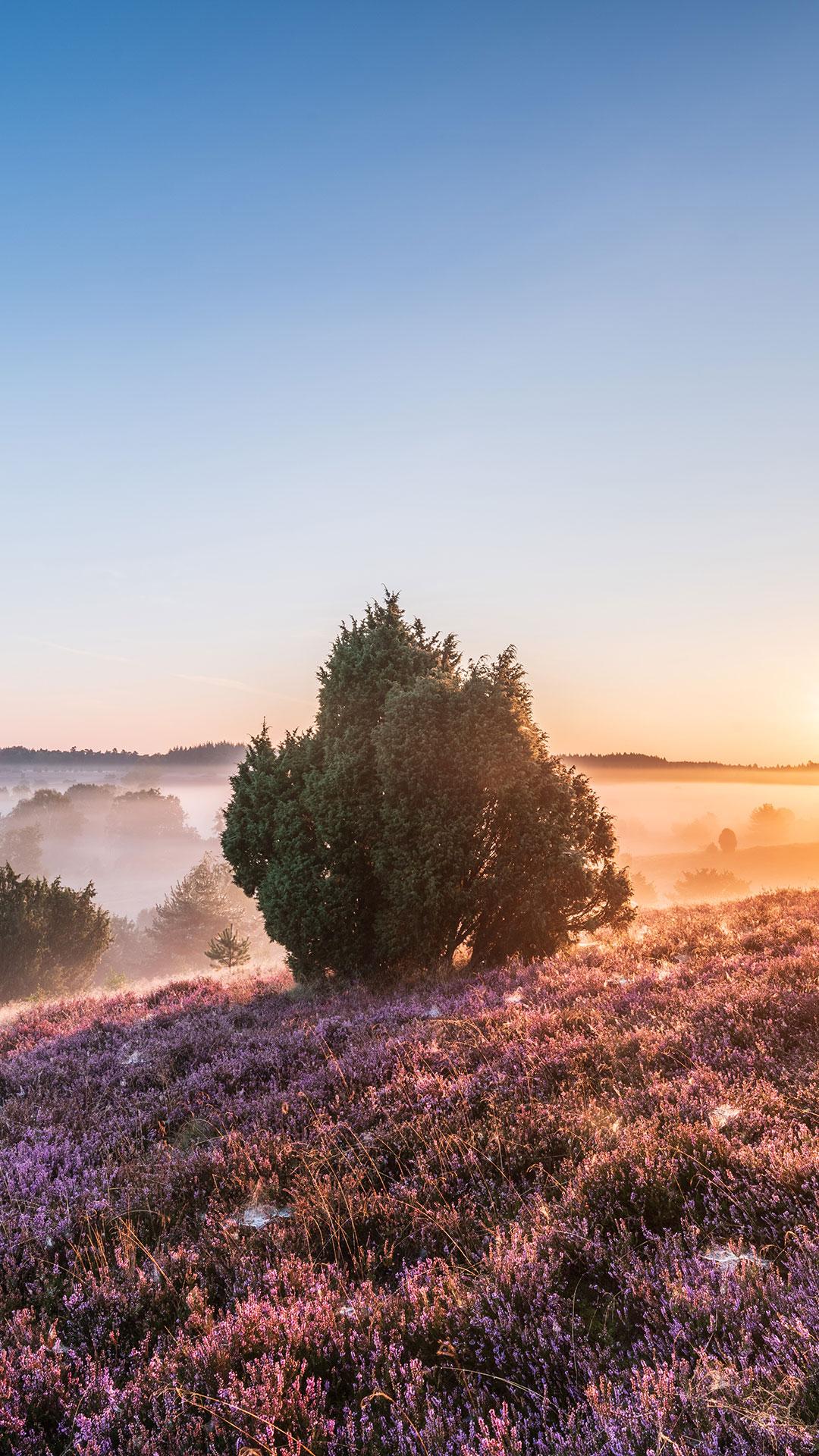 Heide, Sonnenaufgang, Busch, Nebel, Hochformat, Full HD, Sperrbildschirm fürs iPhone