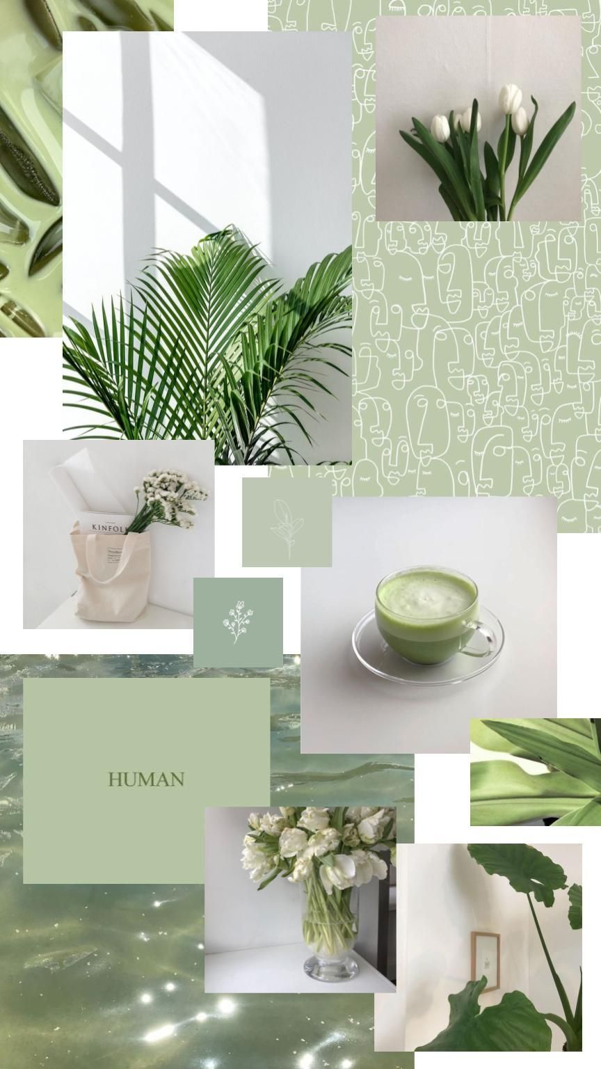 Collage, Pflanzen, Salbeigrün, Matcha, Moodboard, HD, Sperrbildschirm fürs iPhone