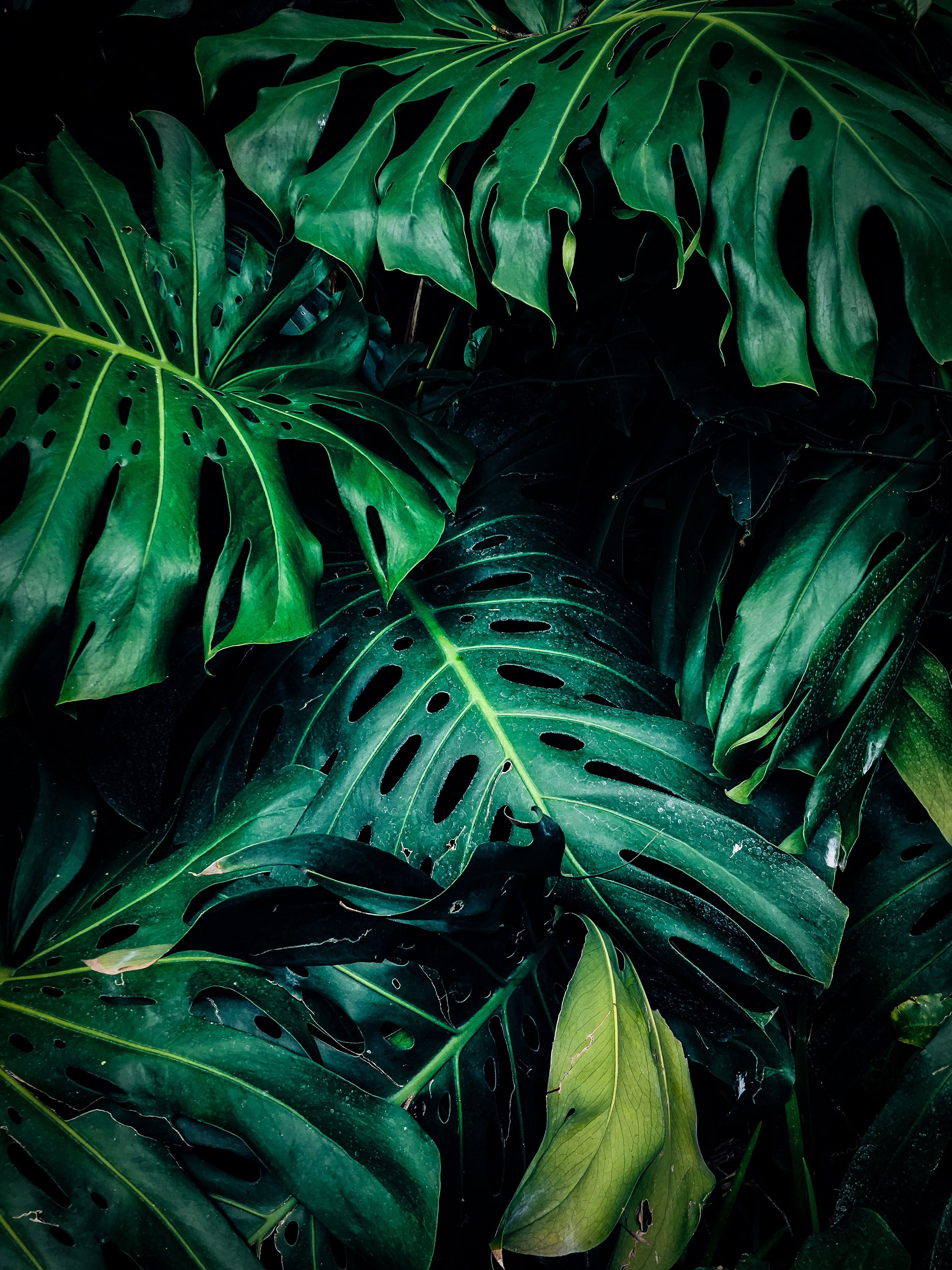 Monstera, Palmblätter, Dschungel, Dunkelgrün, Tropisch, QHD+, Hintergrundbild fürs Tablet