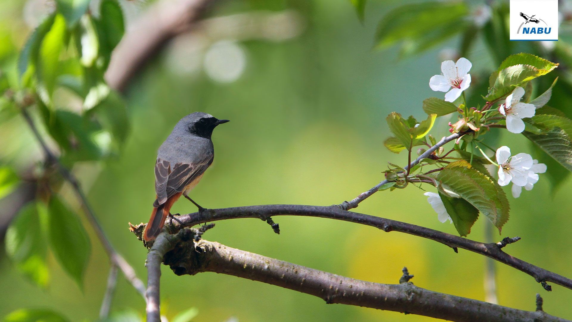 Gartenrotschwanz, Vogel, Ast, Blüten, Frühling, Full HD 1080p, Desktop-Hintergrundbild