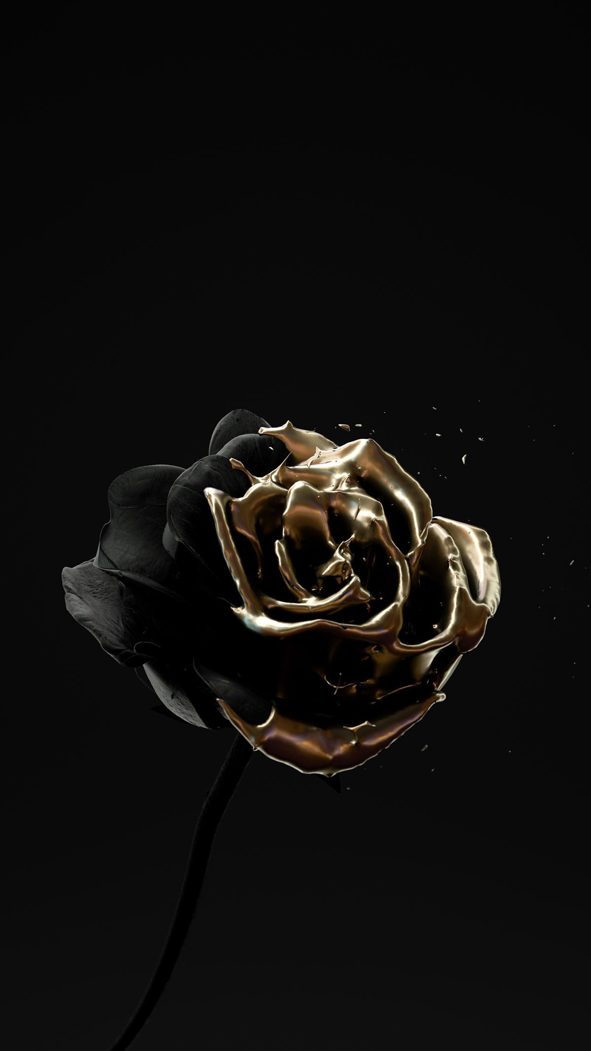 Schwarze Rose, Goldrand, Schwarz Hintergrund, Dunkel, Full HD, Sperrbildschirm fürs iPhone