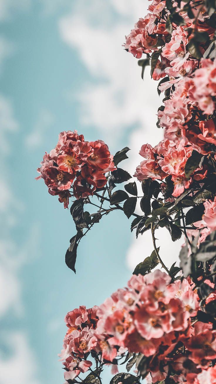 Blumen, Rosa Blüten, Himmel, Wolken, Froschperspektive, iPhone 17 Pro Max, Handy-Hintergrund
