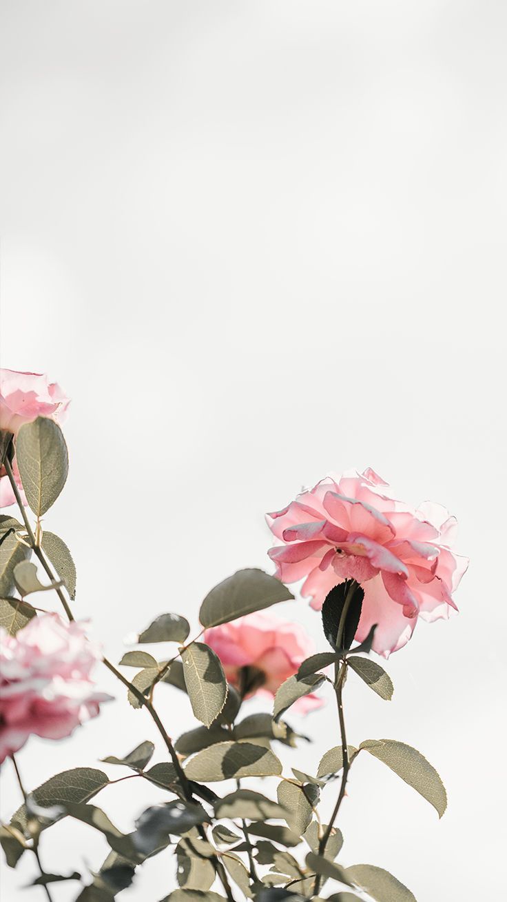 Rosen, Rosa Blüten, Weißer Hintergrund, Minimalismus, Floral, iPhone-17-Pro-Max-Sperrbildschirm