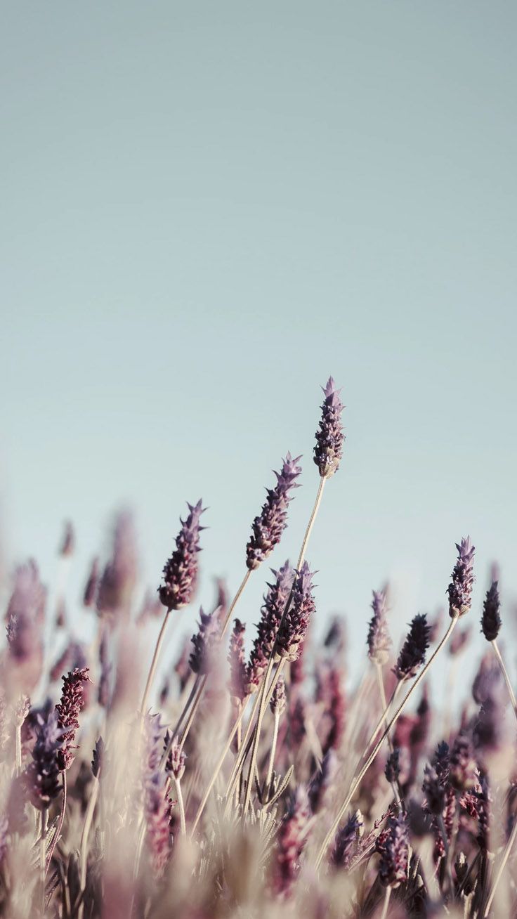 Gräser, Ähren, Pampasgras, Graublauer Himmel, Natur, iPhone 17 Pro Max, Handy-Hintergrund