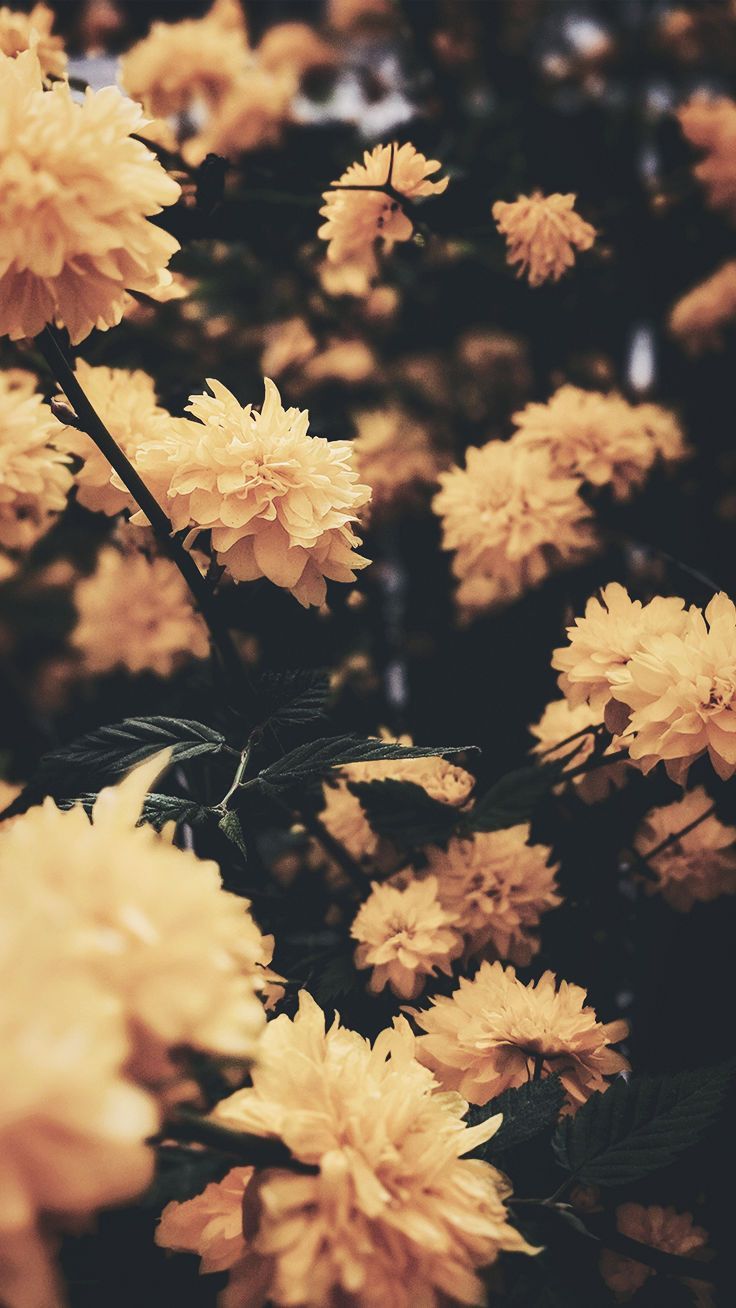 Chrysanthemen, Gelbe Blumen, Dunkel, Floral, Natur, Hintergrundbild fürs iPhone 17 Pro Max