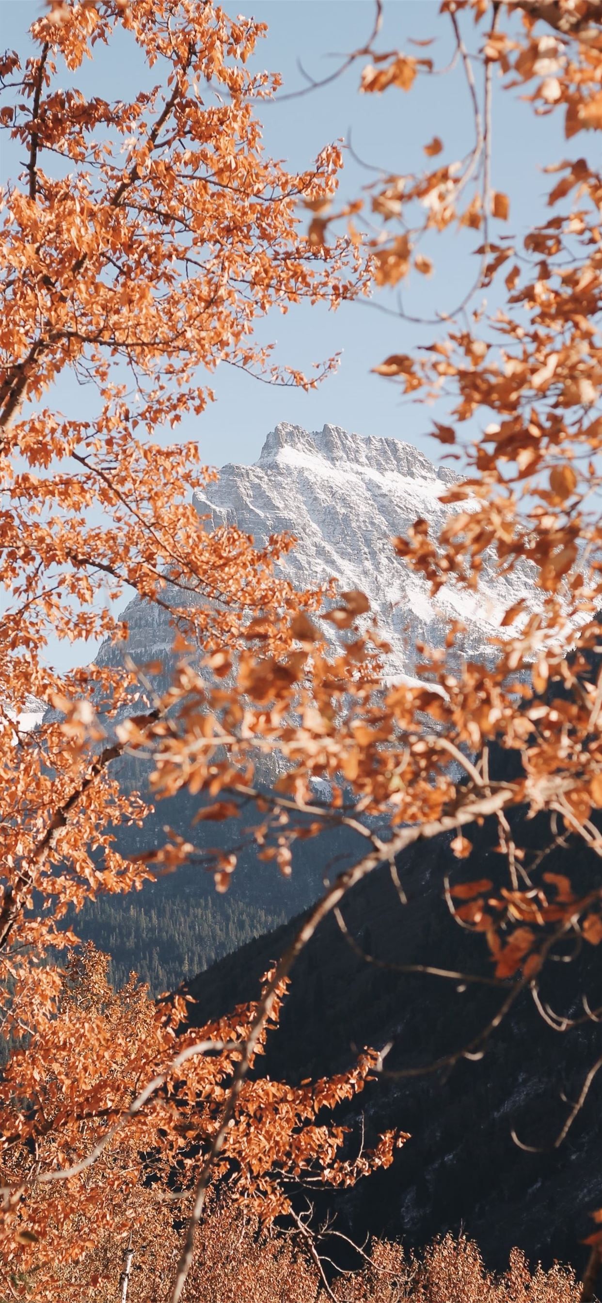 Herbstlaub, Baum, Berge, Herbst, Orange, iPhone-17-Pro-Max-Hintergrundbild