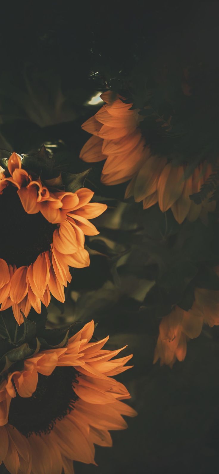 Sonnenblumen, Dunkel, Gelb, Blumen, Natur, iPhone-17-Pro-Max-Hintergrundbild