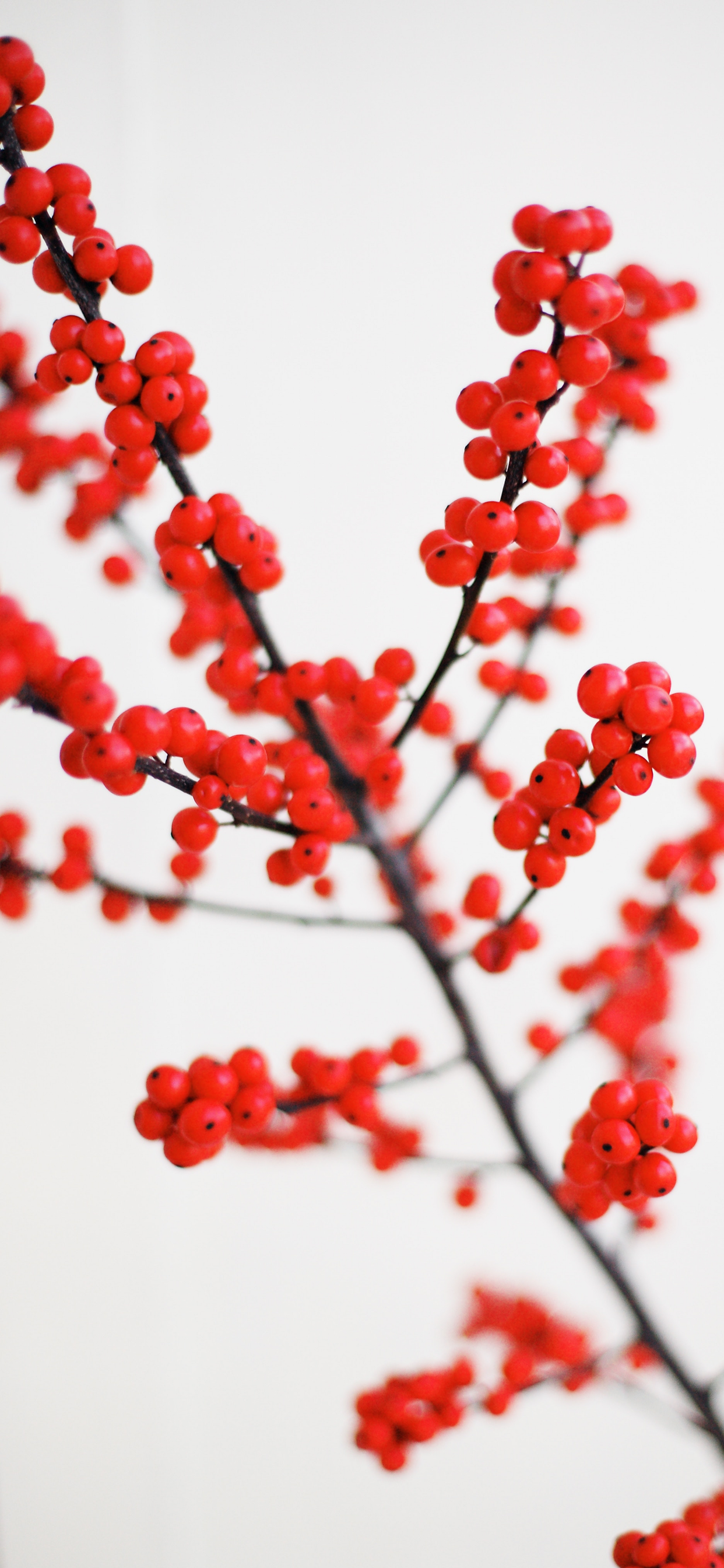 Rote Beeren, Zweig, Weißer Hintergrund, Winter, Minimalismus, iPhone-17-Pro-Max-Sperrbildschirm