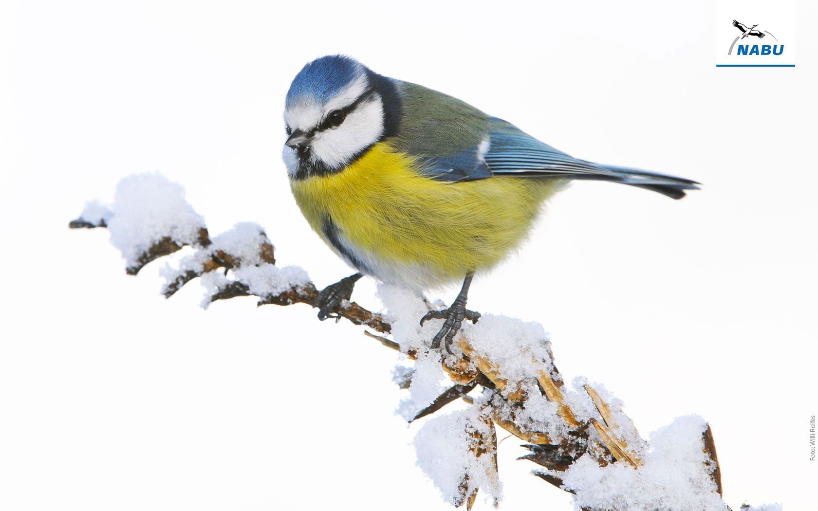 Blaumeise, NABU, Vogel, Verschneiter Zweig, HD, Hintergrund für den Desktop