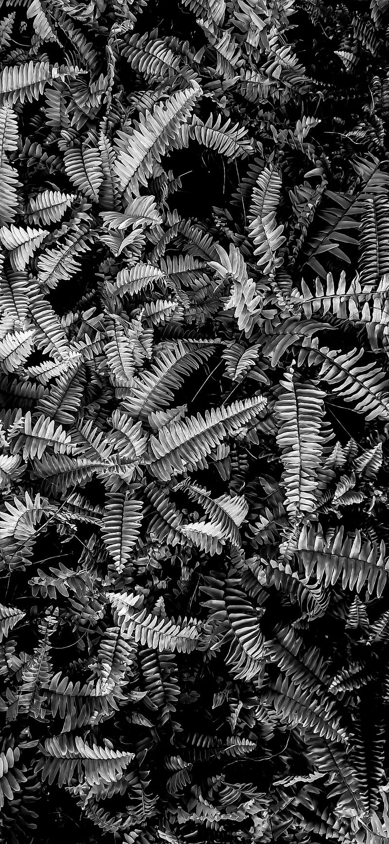 Farn, Pflanzen, Schwarz-Weiß, Blätter, Natur, iPhone-18-Pro-Max-Sperrbildschirm