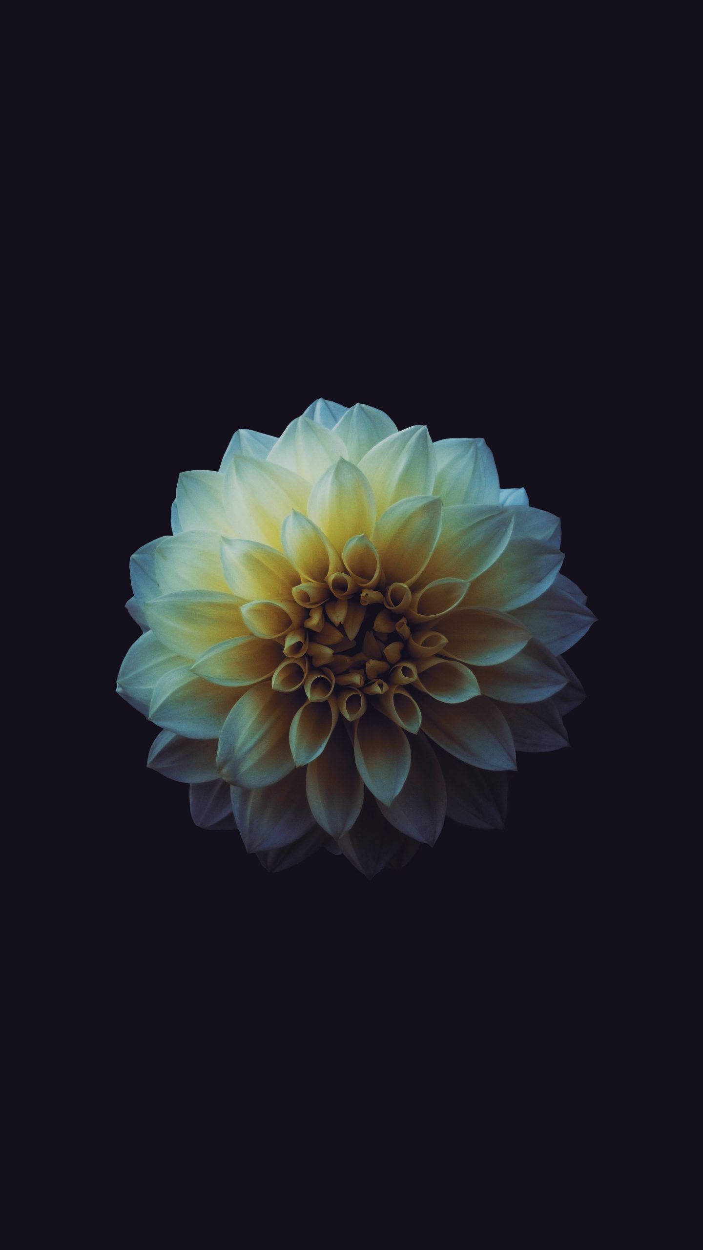 Dahlie, Blume, Dunkel, Minimalismus, Gelb, QHD+, Sperrbildschirm fürs iPhone