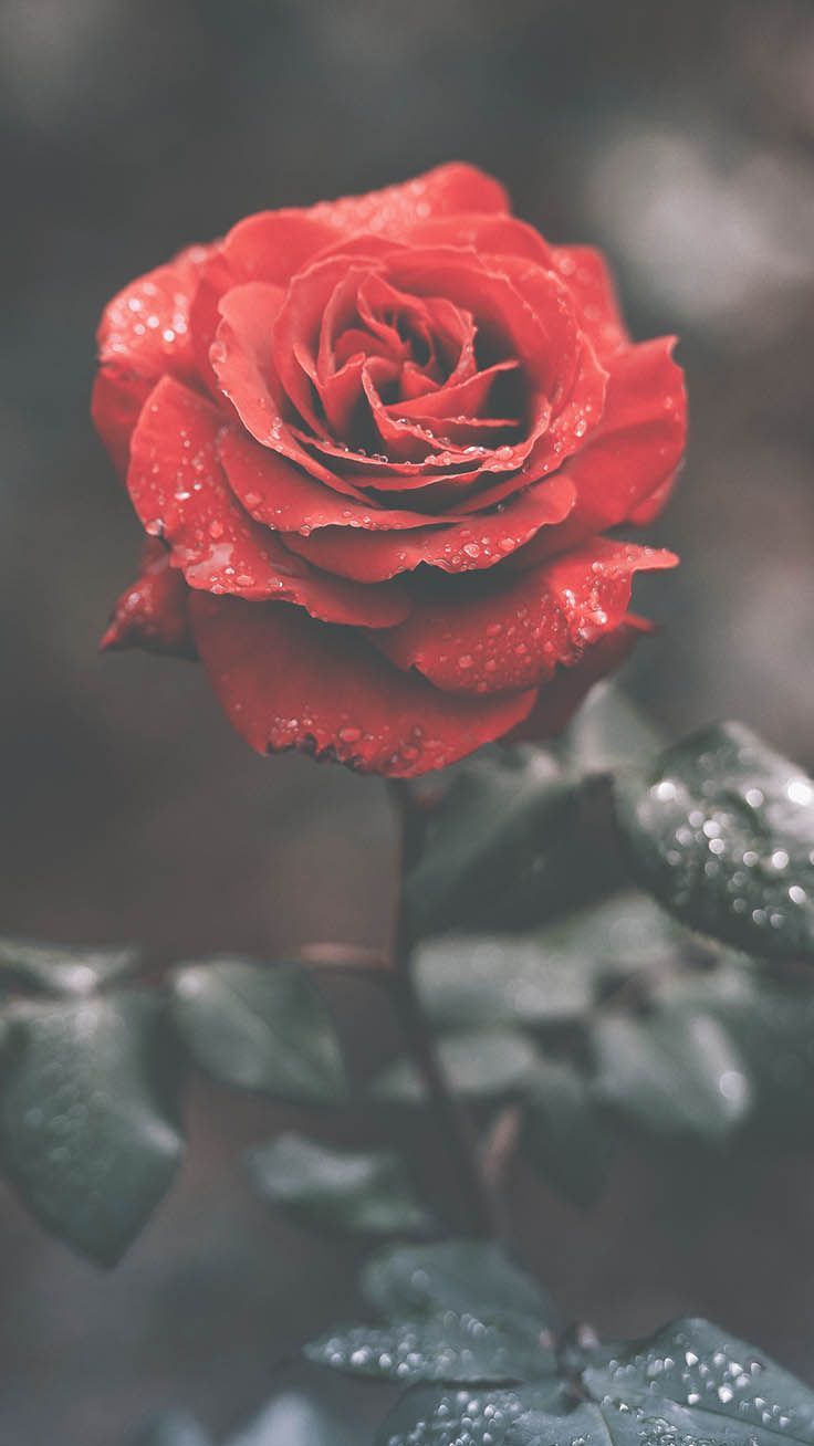 Rote Rose, Tautropfen, Grauer Hintergrund, Color Key, HD, Sperrbildschirm fürs iPhone