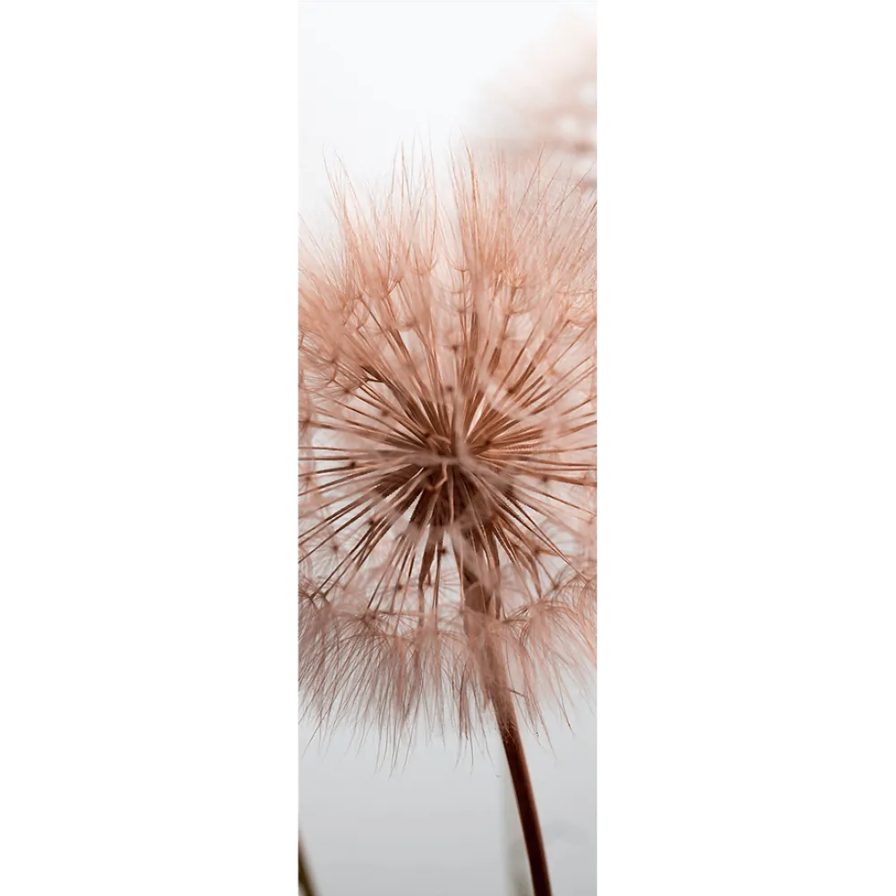 Pusteblume, Nahaufnahme, Hell, Minimalistisch, Hintergrundbild für iPad und Tablet