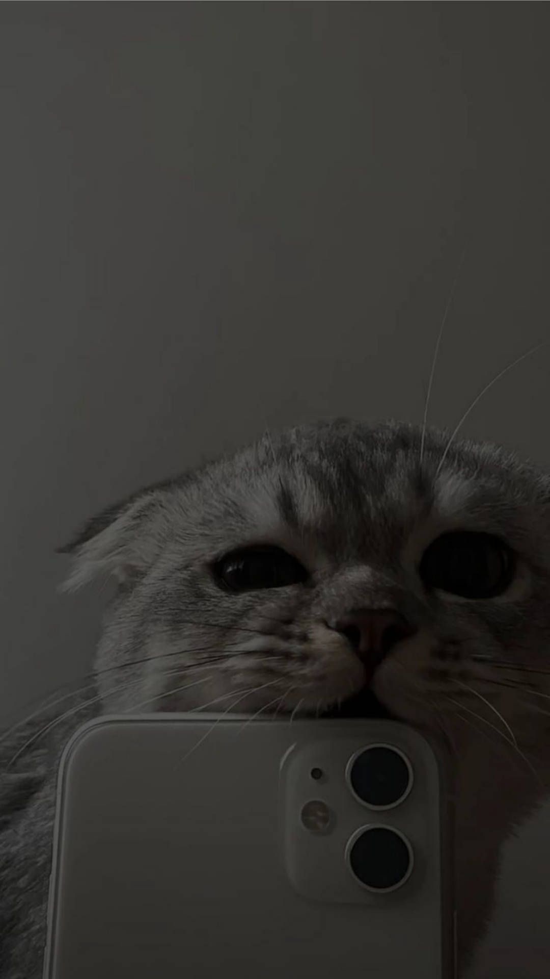 Katze mit Smartphone, Selfie, Dunkelgrau, Katzenmeme, Lustig, Full HD, Handy-Hintergrundbild