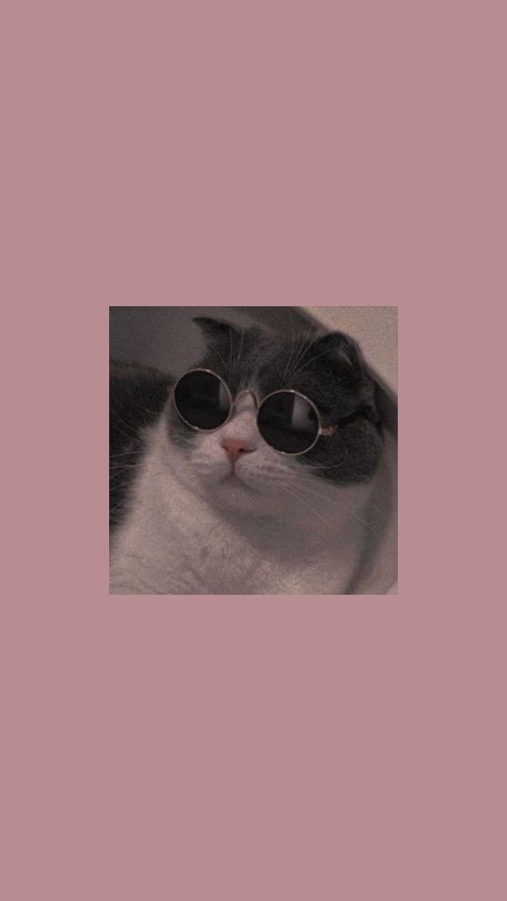 Katze mit Sonnenbrille, Schwarz-weiße Katze, Mauve, Cool, Android-Hintergrundbild