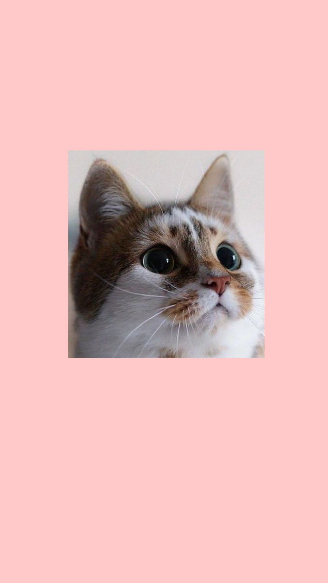 Glückskatze, Rosa Hintergrund, Katzenmeme, Porträt, Full HD, Sperrbildschirm fürs iPhone