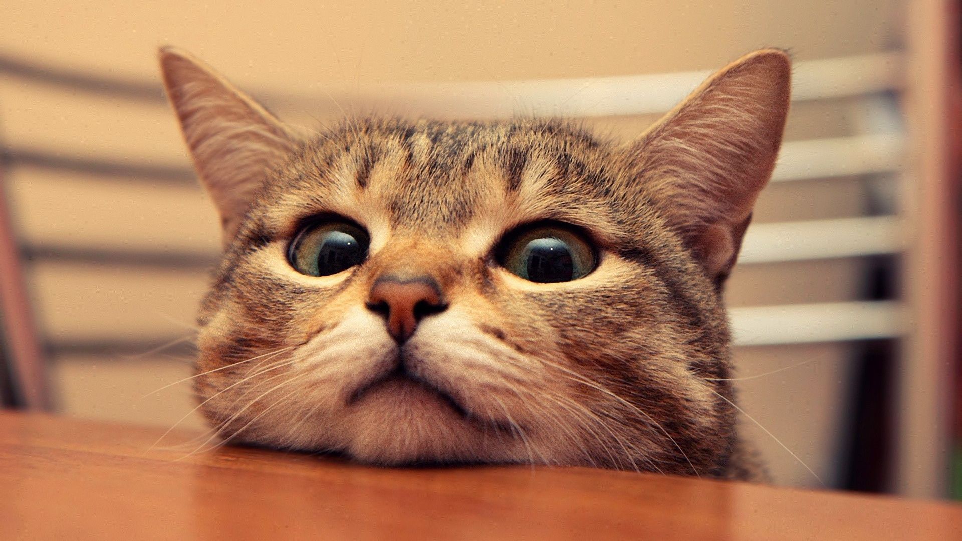 Getigerte Katze, Große Augen, Kinn auf Tisch, Lustig, Nahaufnahme, Full HD, Desktop-Hintergrund