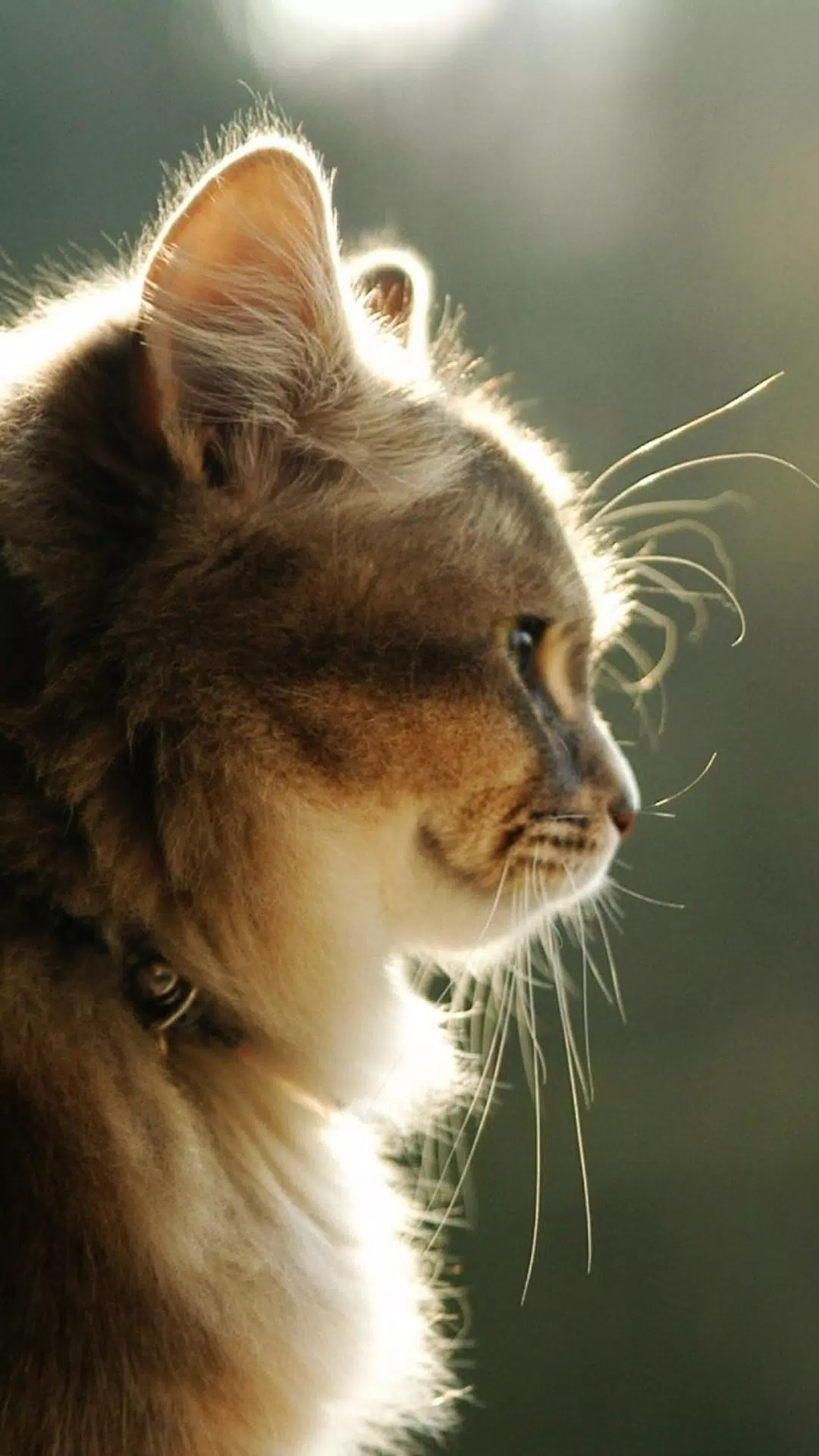 Getigerte Katze, Profil, Gegenlicht, Bokeh, Porträt, Hintergrundbild für iPhone und Android