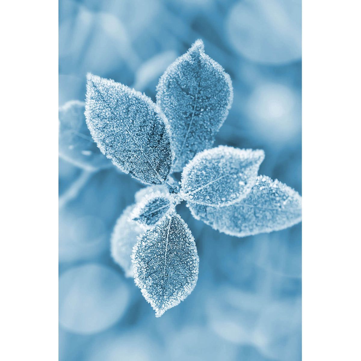 Raureif, Gefrorenes Blatt, Blau, Winter, Nahaufnahme, Hintergrundbild für iPad und Tablet