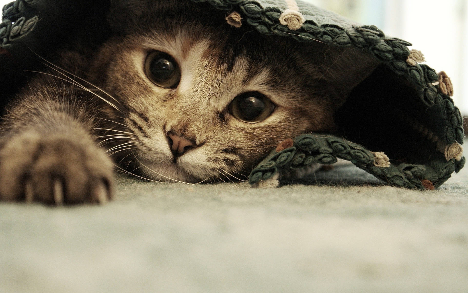 Getigerte Katze, Versteckt, Teppich, Pfote, Verspielt, Full HD, Desktop-Hintergrund für Windows
