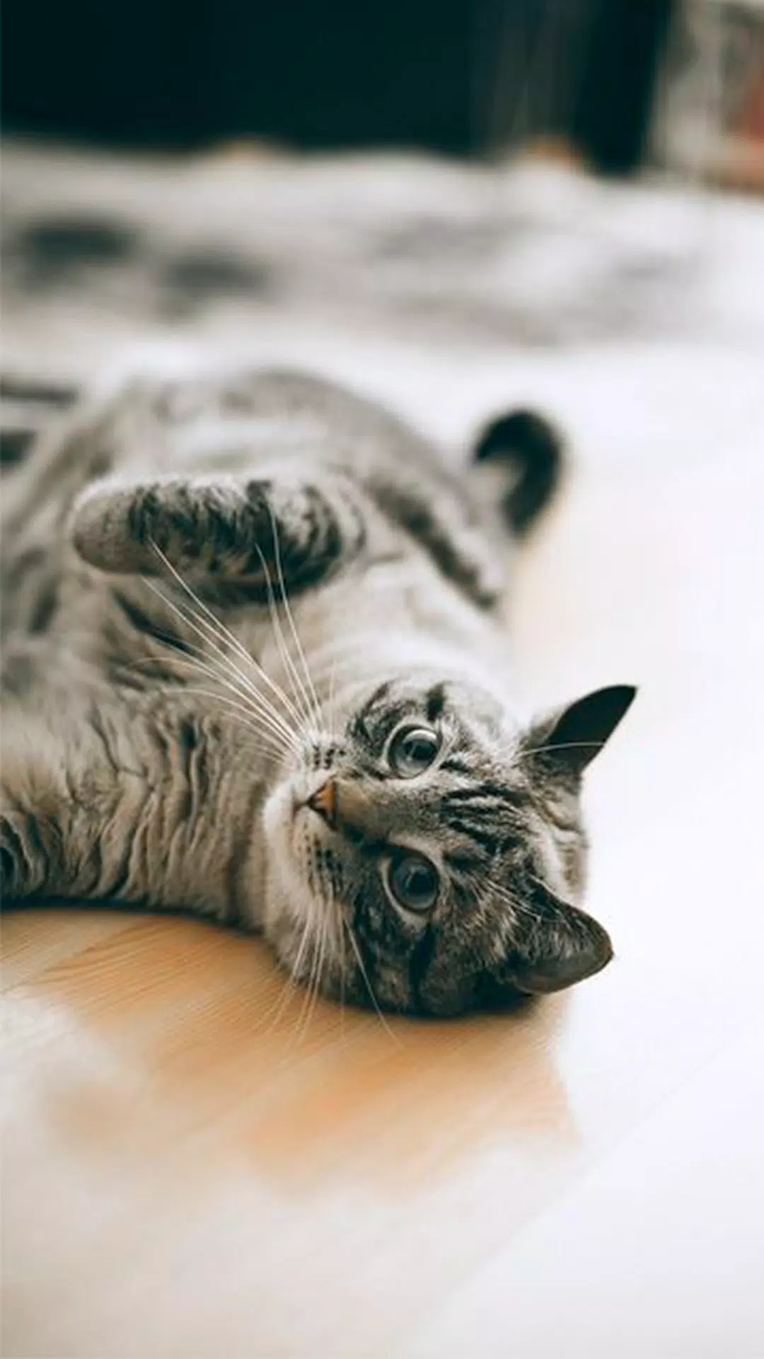 Getigerte Katze, Auf dem Rücken, Verspielt, Gemütlich, Full HD, Handy-Hintergrund im Hochformat