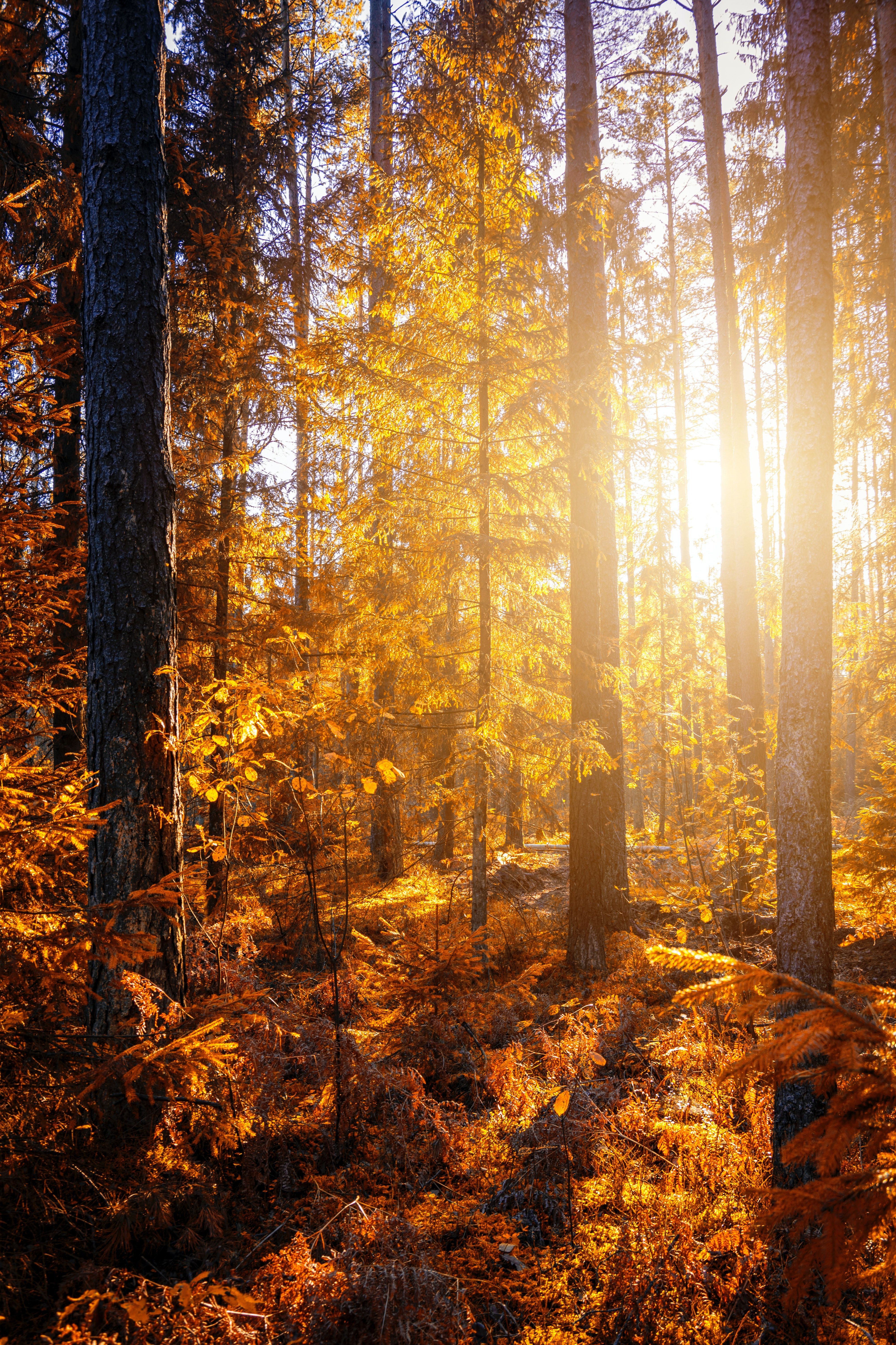 Wald, Sonnenstrahlen, Gegenlicht, Goldene Töne, QHD+, Sperrbildschirm fürs iPhone