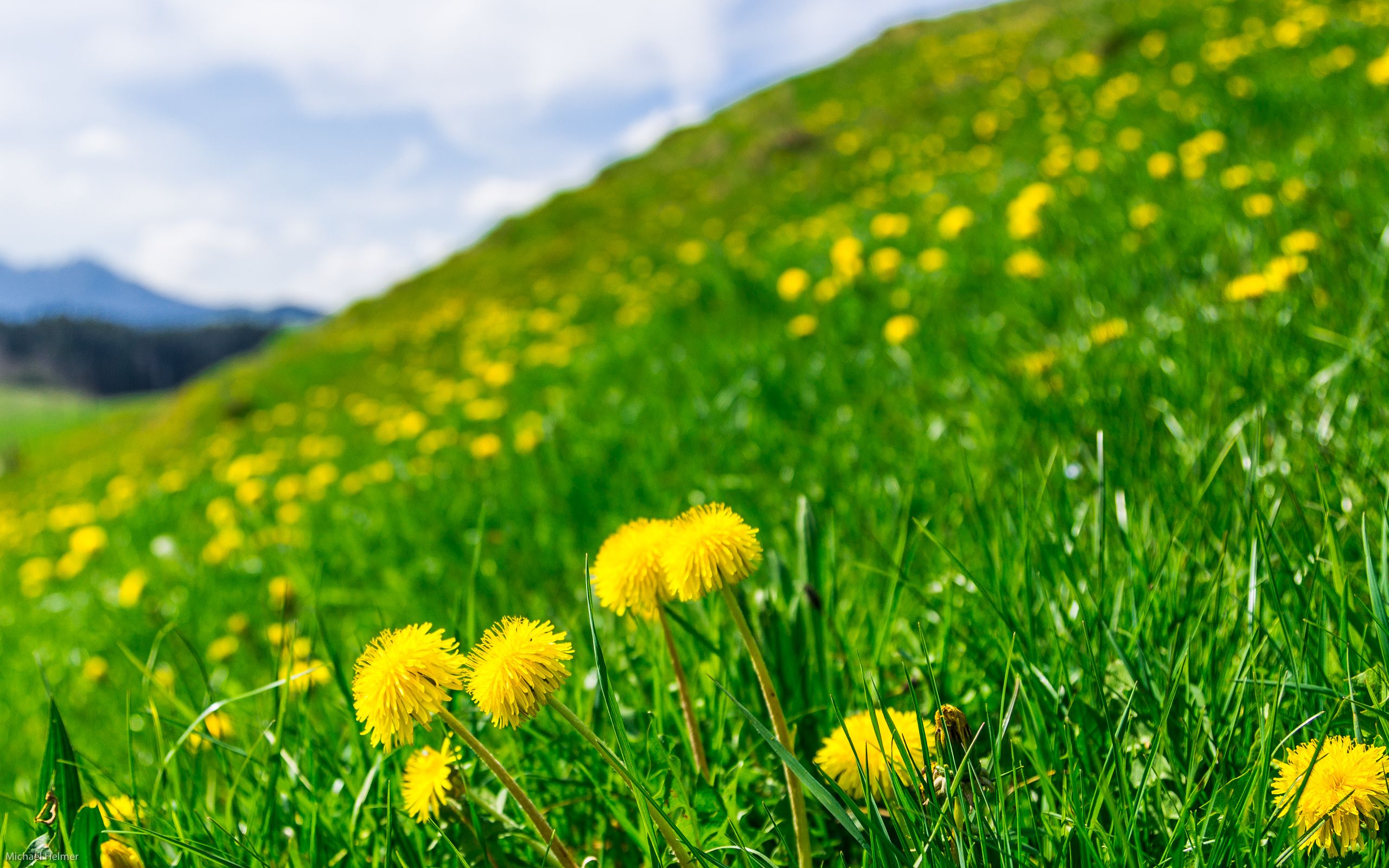 Löwenzahnwiese, Hang, Frühling, Grüne Wiese, Gelbe Blüten, 2K, Laptop-Hintergrundbild