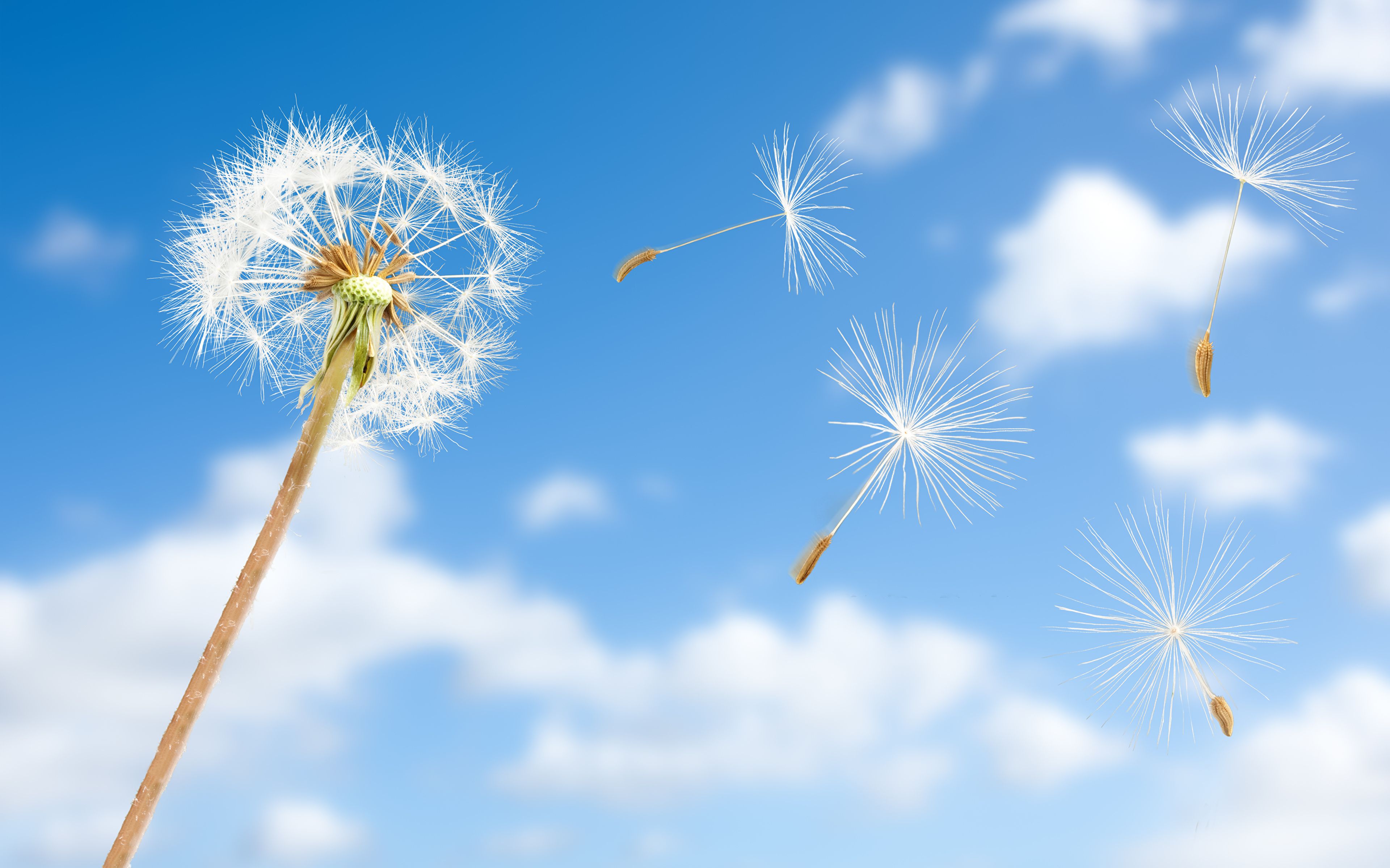 Pusteblume, Flugsamen, Blauer Himmel, Wolken, Wind, 16:10, 4K-Hintergrundbild für den Desktop