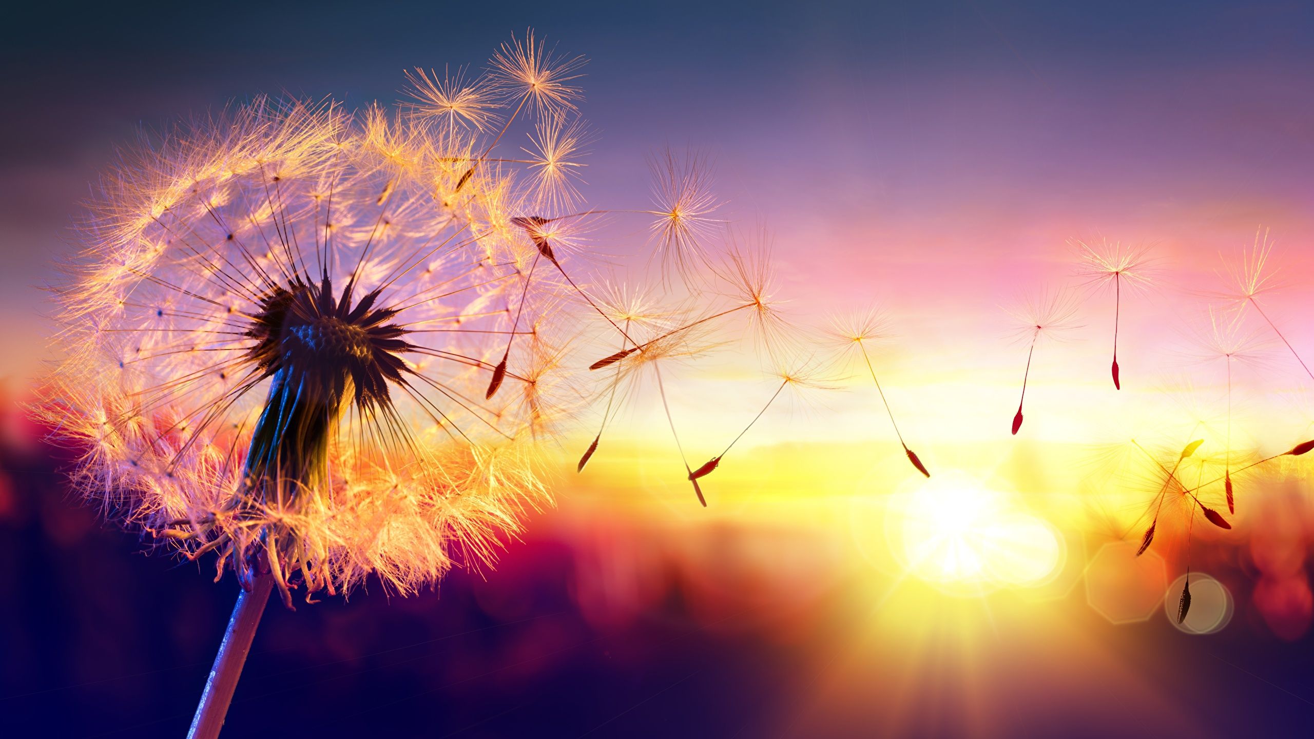 Pusteblume, Flugsamen, Sonnenuntergang, Gegenlicht, Goldenes Licht, 2K, Desktop-Hintergrund