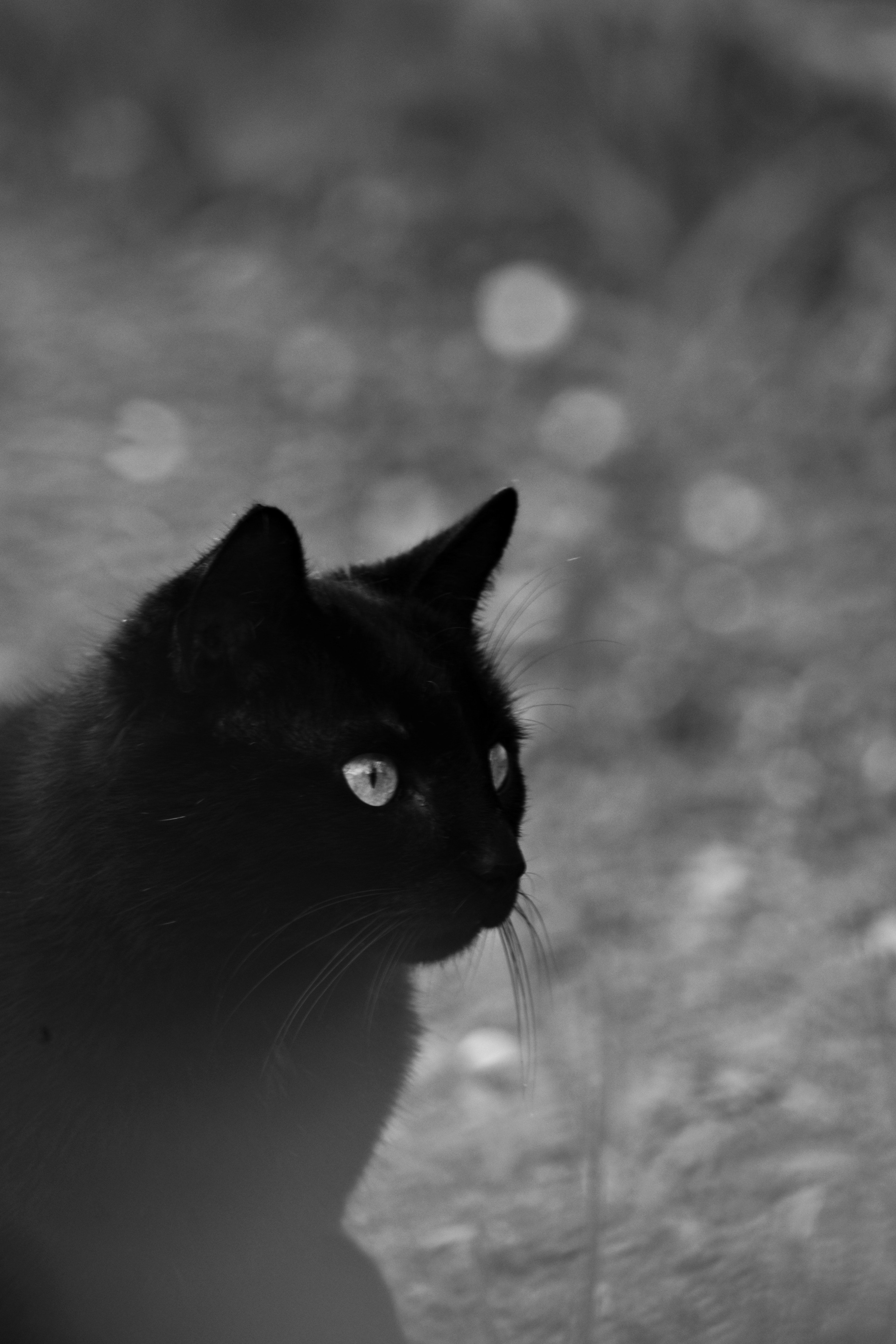 Schwarze Katze, Schwarz-Weiß, Profil, Bokeh, QHD+, Hintergrundbild fürs Handy